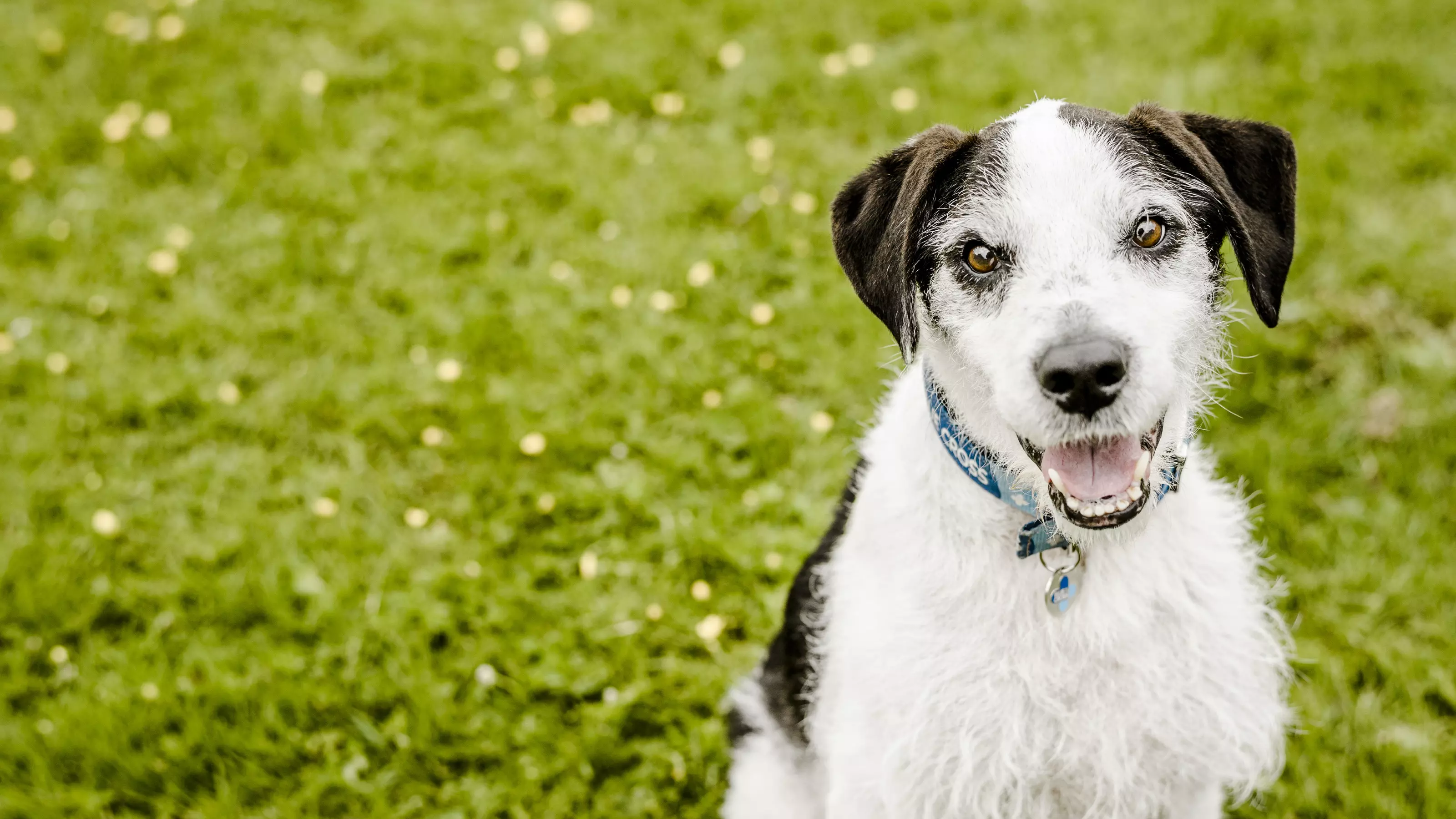 Black and white Jack Russell Terrier, Russell, smiles at the camera