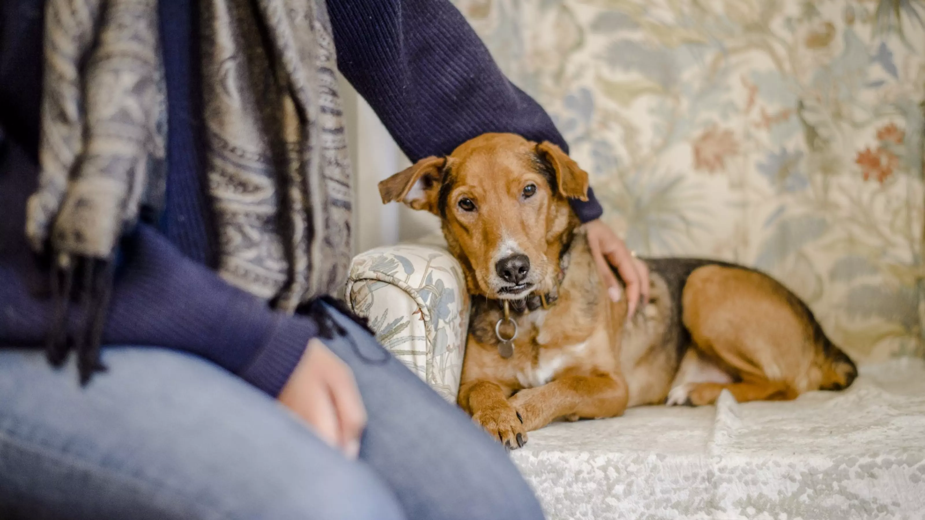dog grief - person