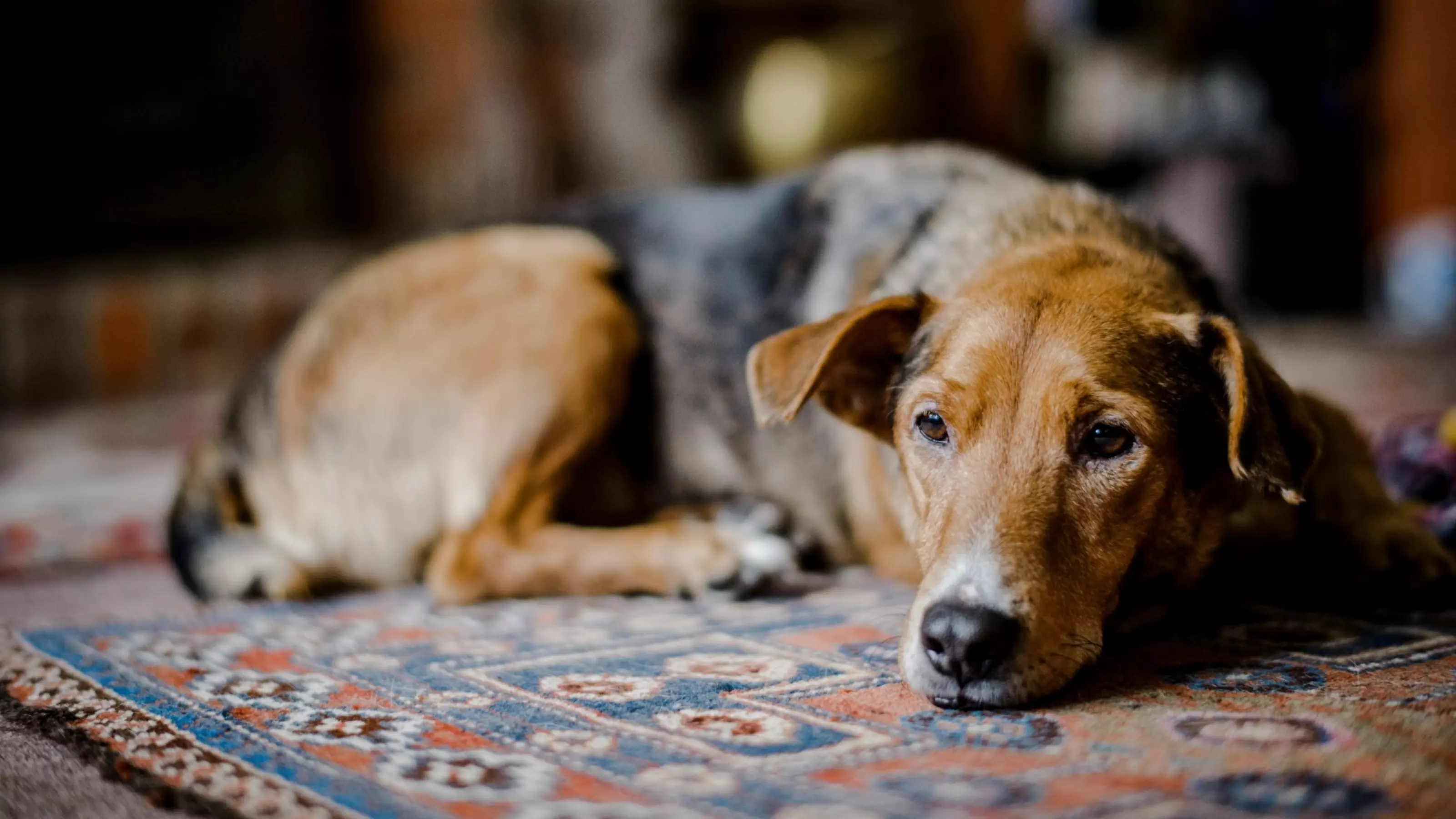 dog grief - top image