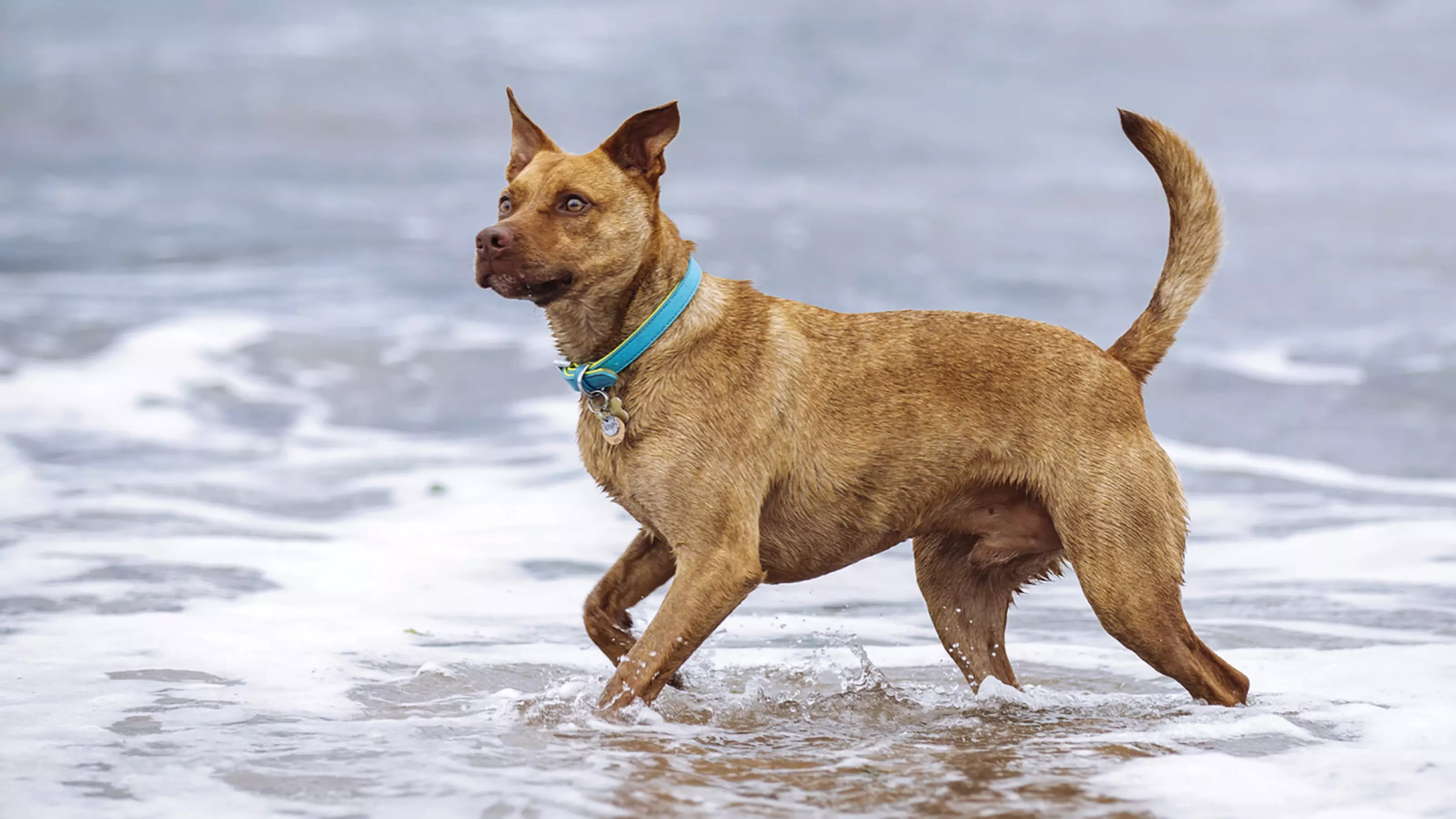 Dog Tigger paddles in the sea