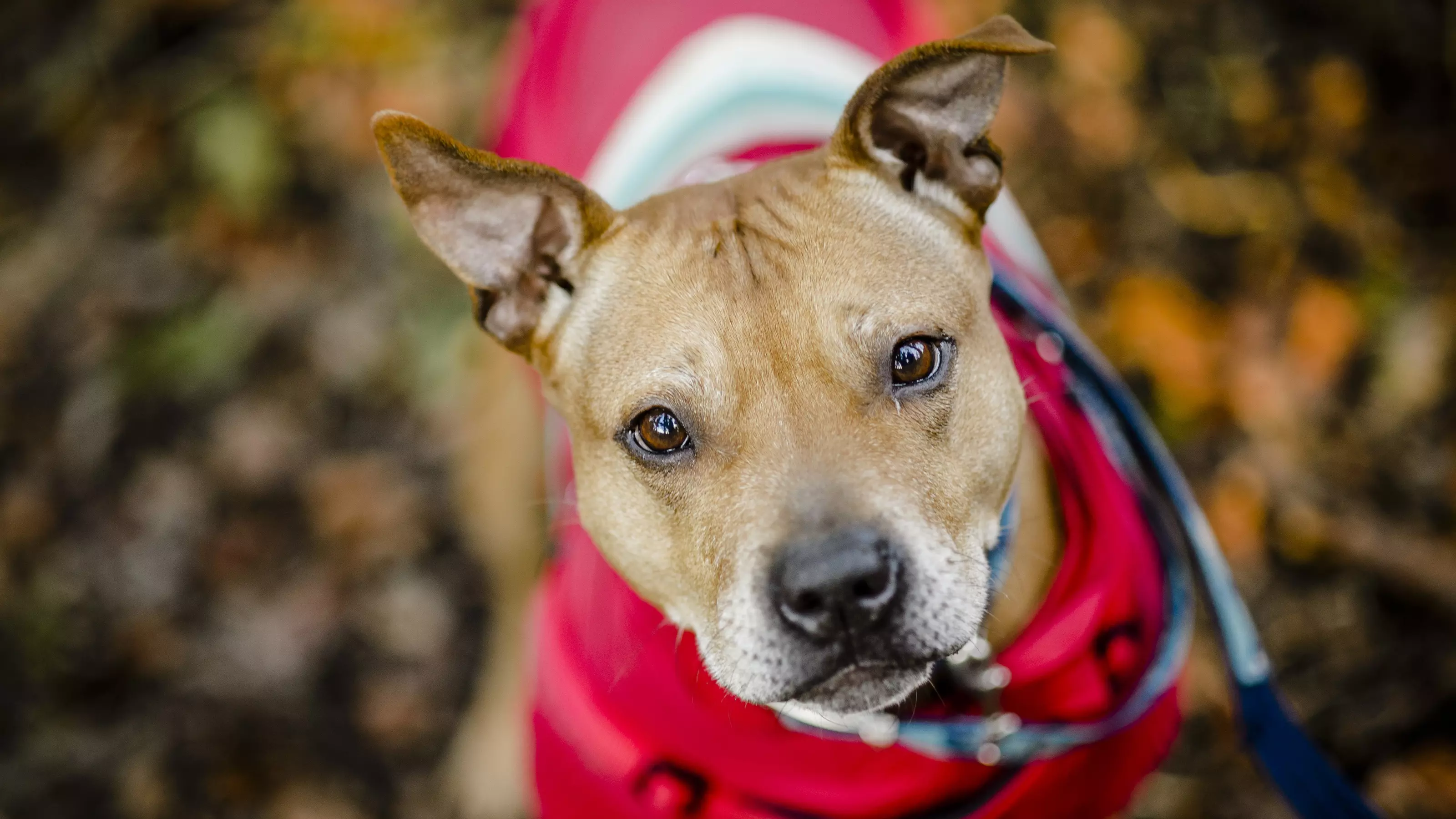 dog pet pix