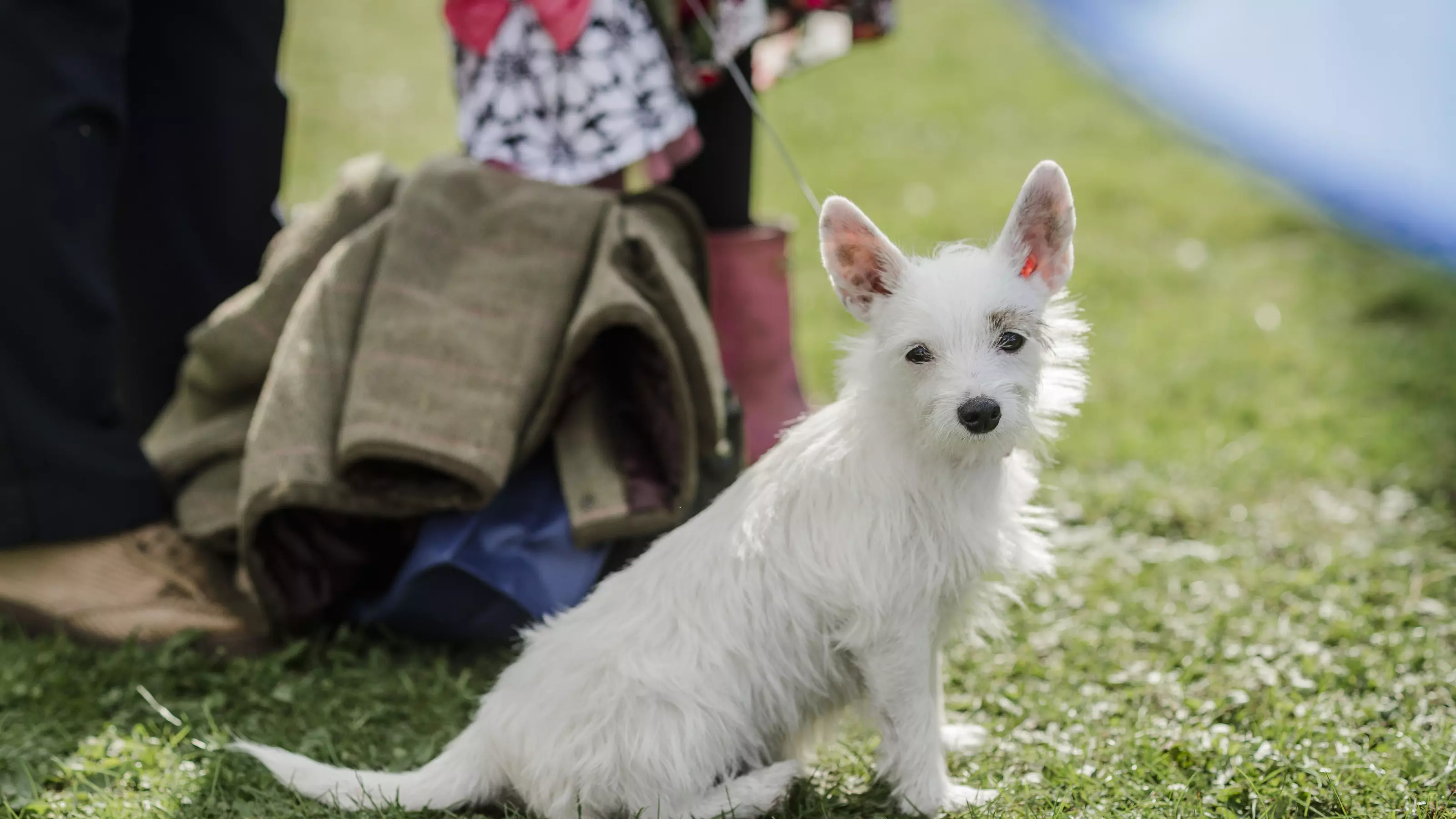 dog myths - terrier