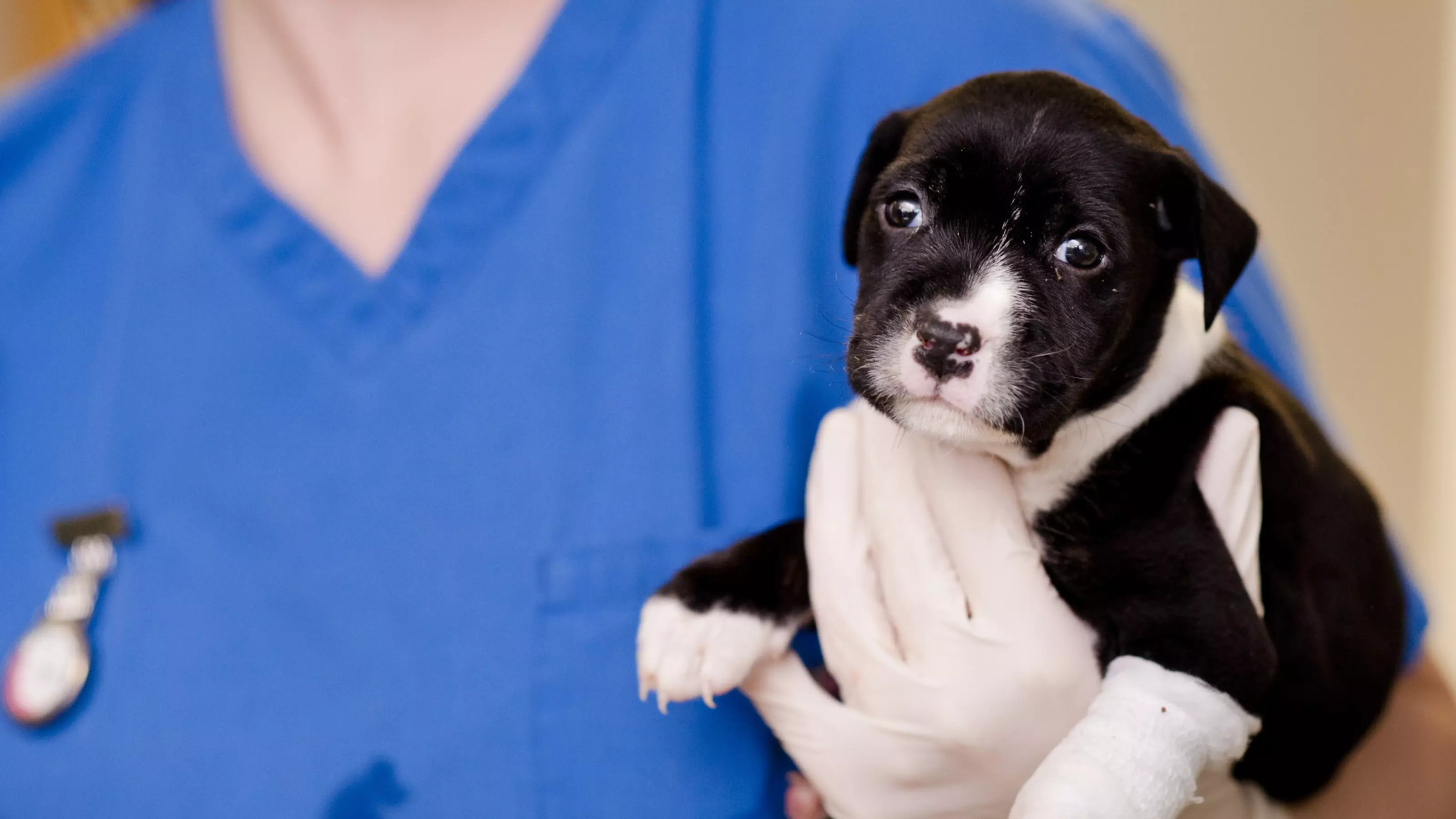 Puppy Benji from Victoria animal hospital