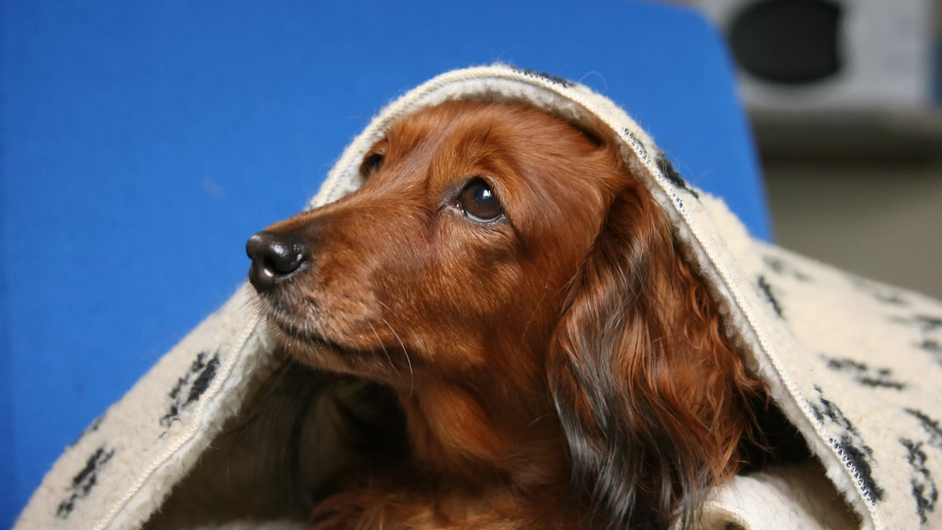 dog frightened on fireworks night