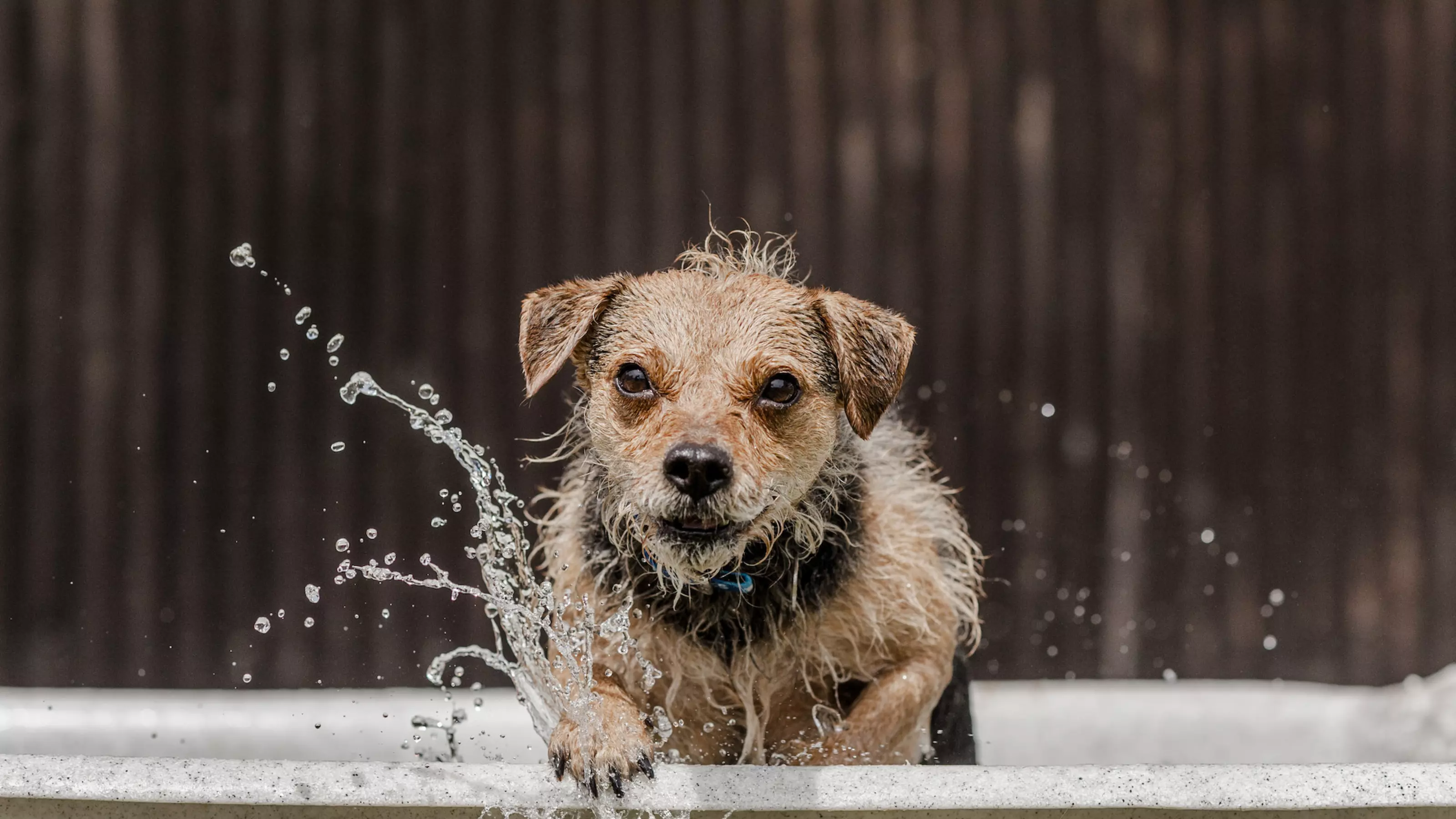Dogs and Floods