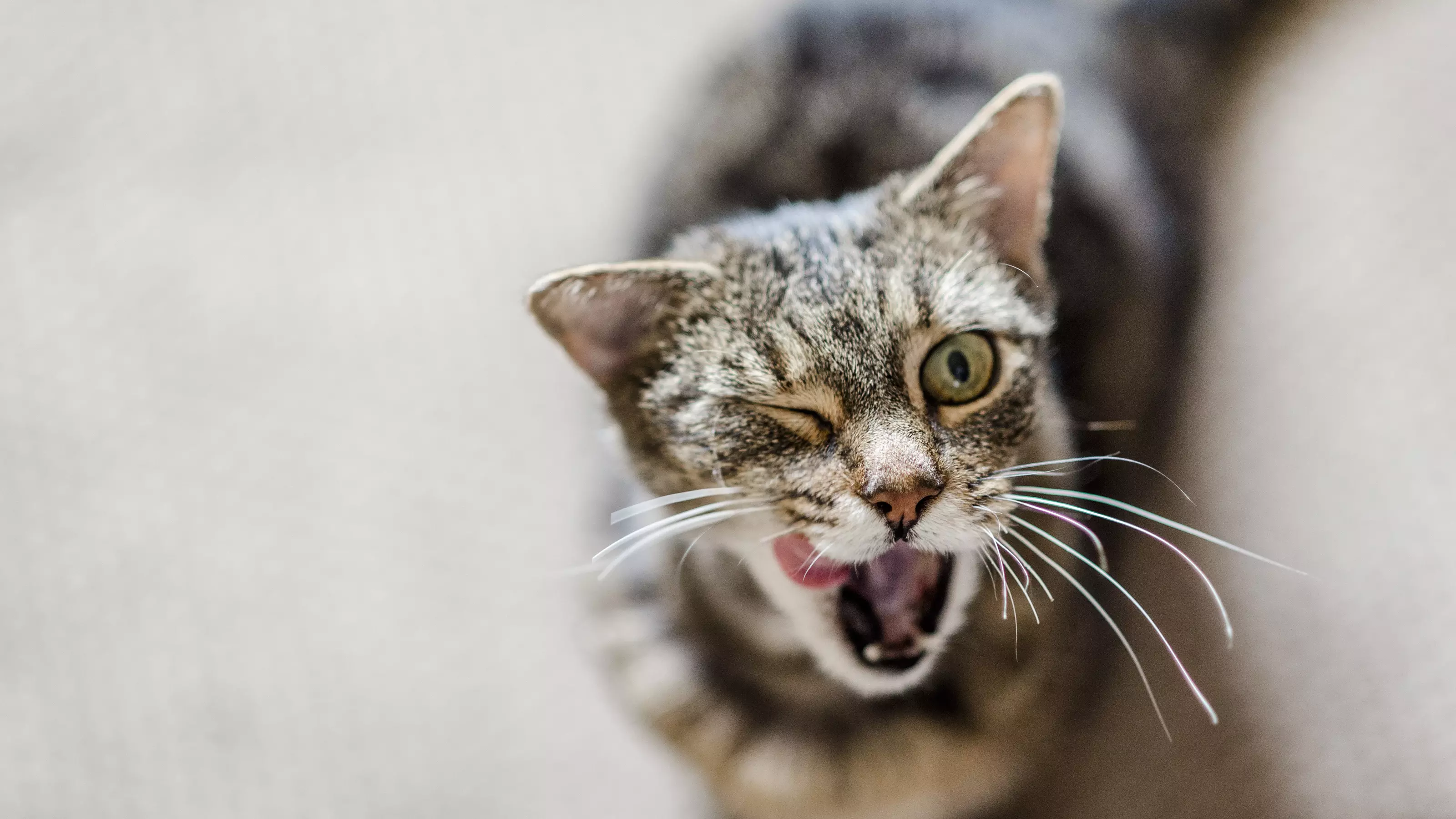 cat pet pix