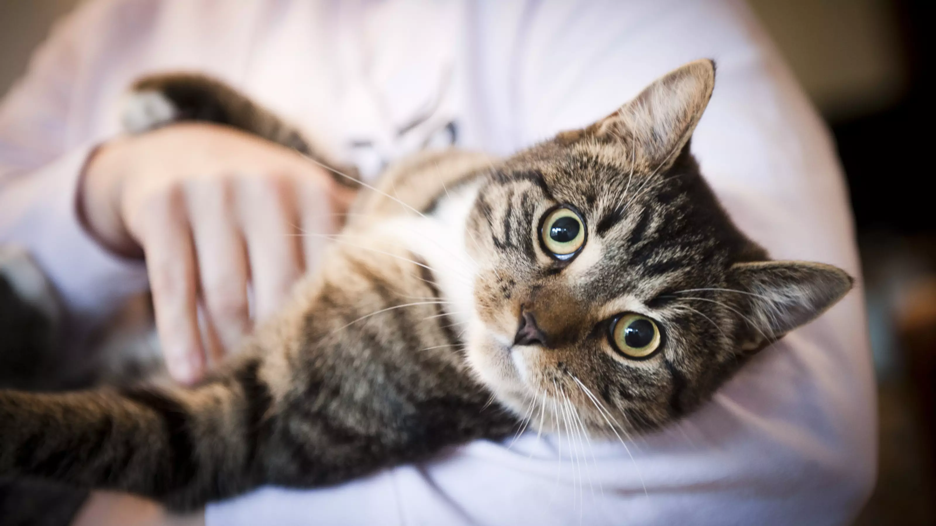 Finding the right pet for you
