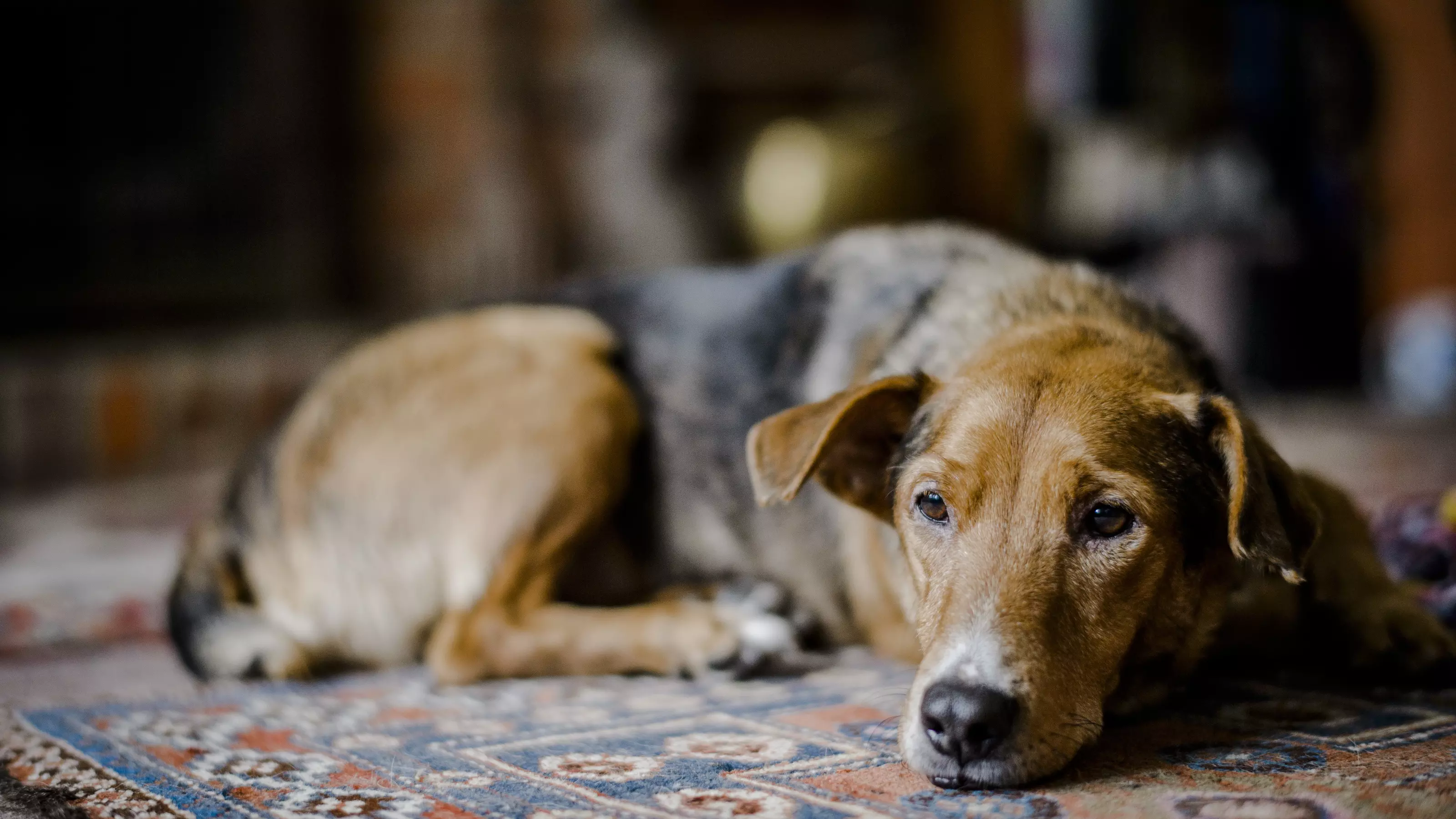 a dog lies with his head resting on the carpet