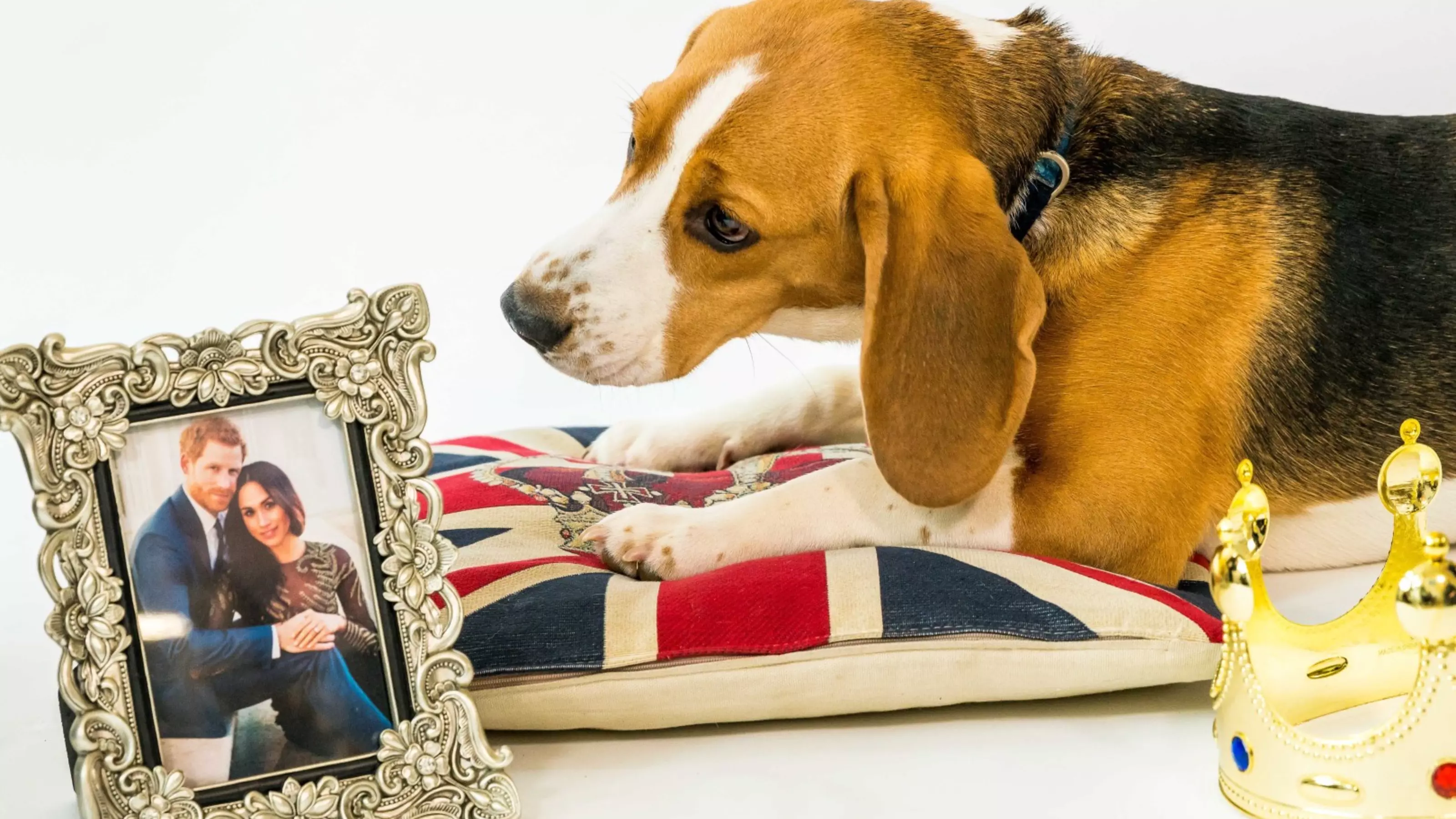 A dog looking at a picture of Prince Harry and Meghan