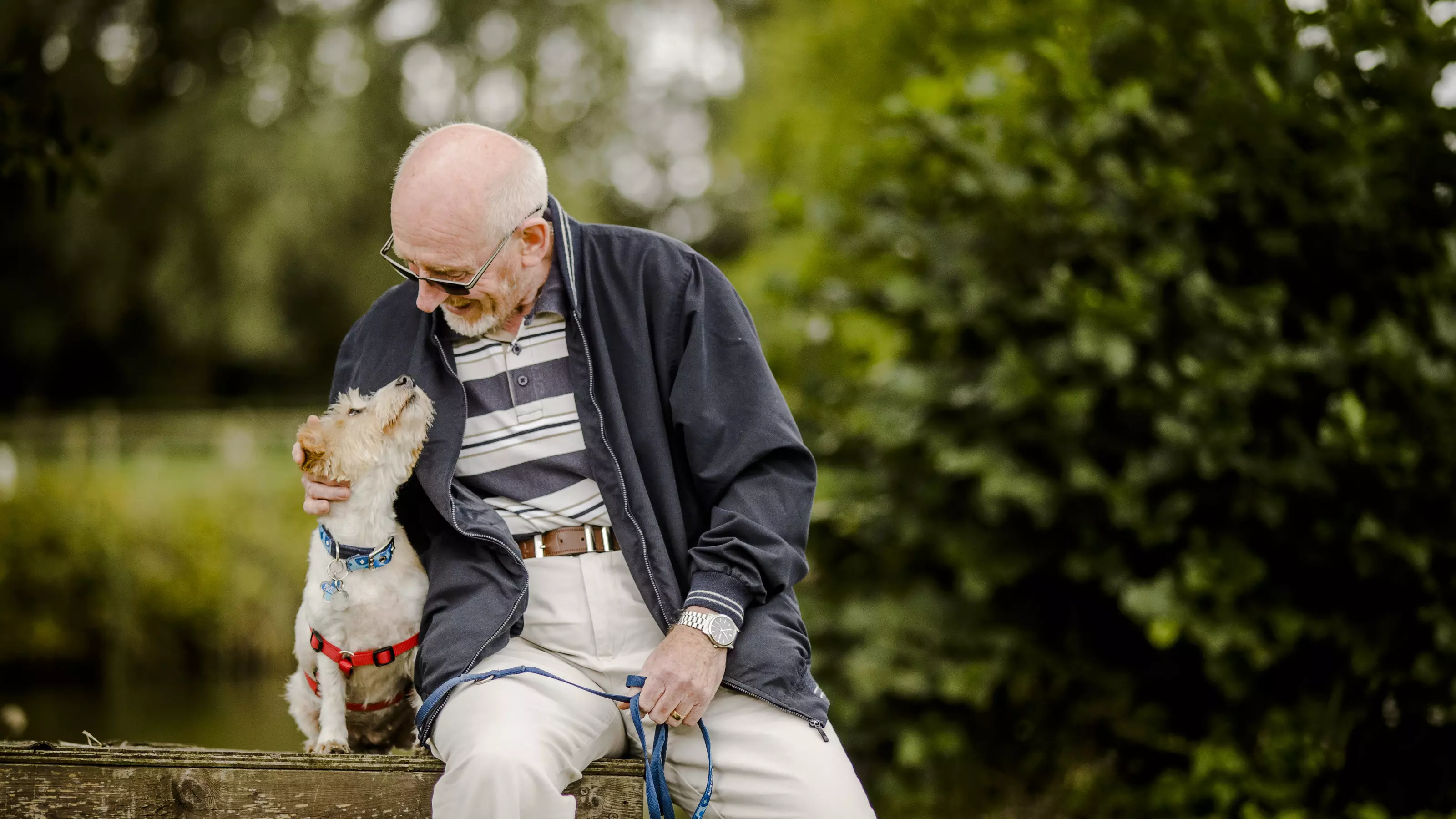 Dog laws UK Blue Cross