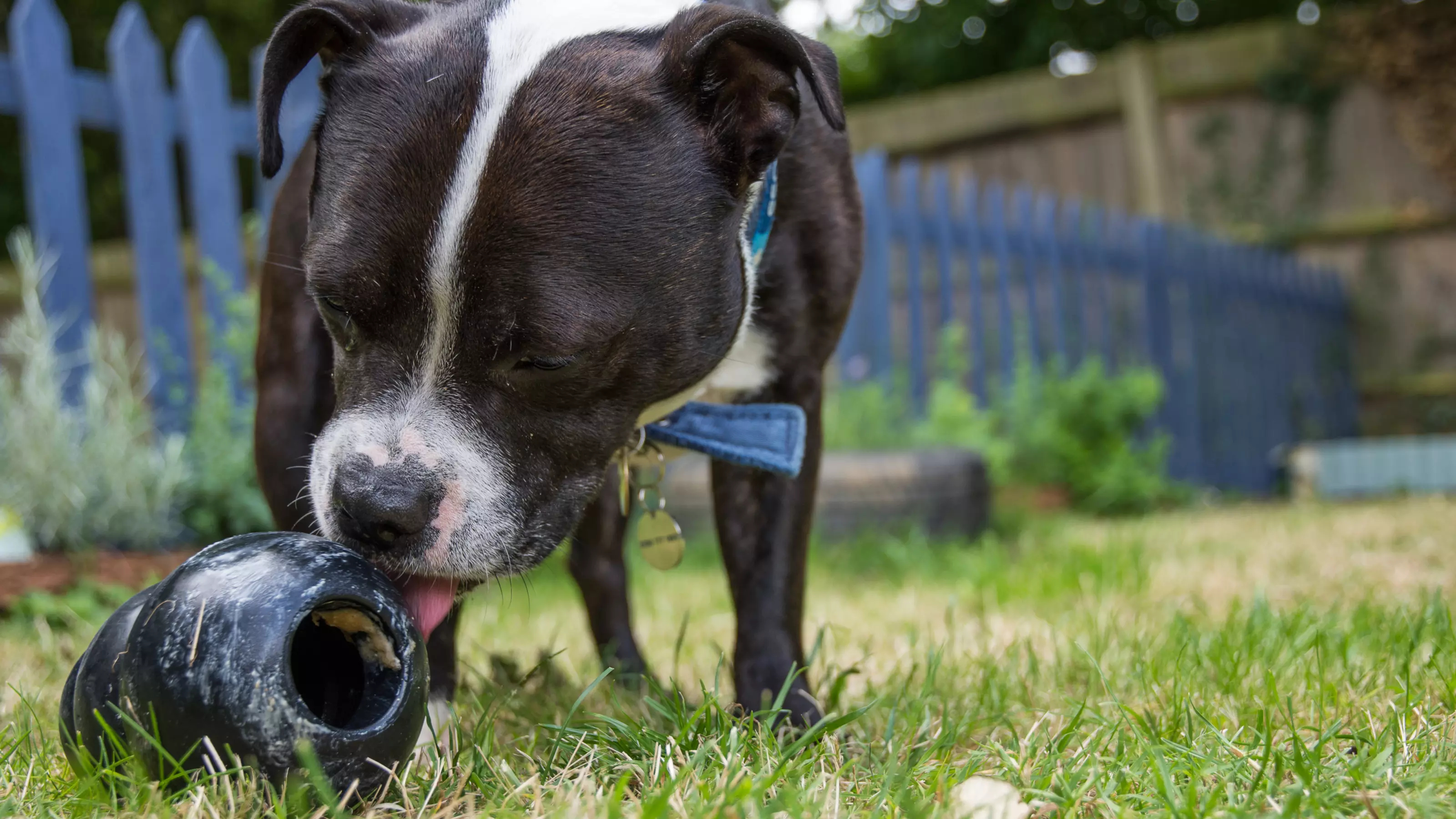 A staffie enjoys licking peanut butter off a Kong