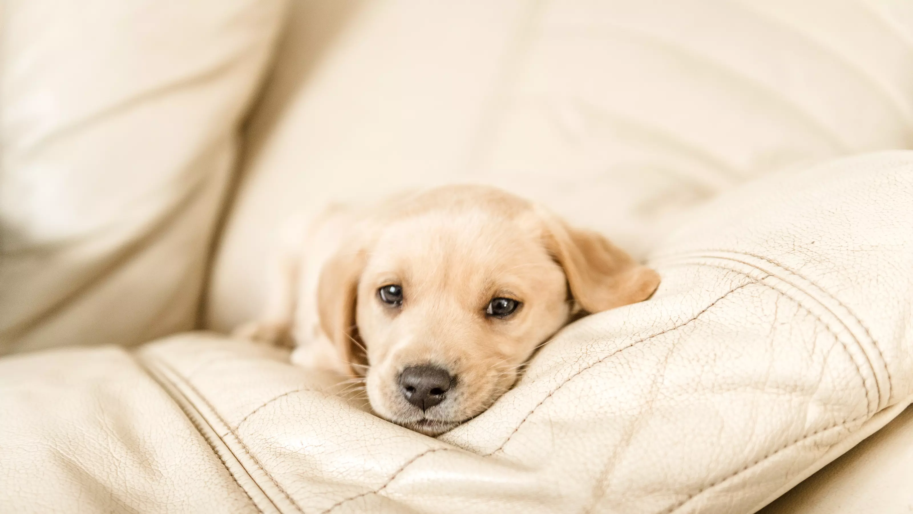 a yellow labrador puppy lies his head on the sofa