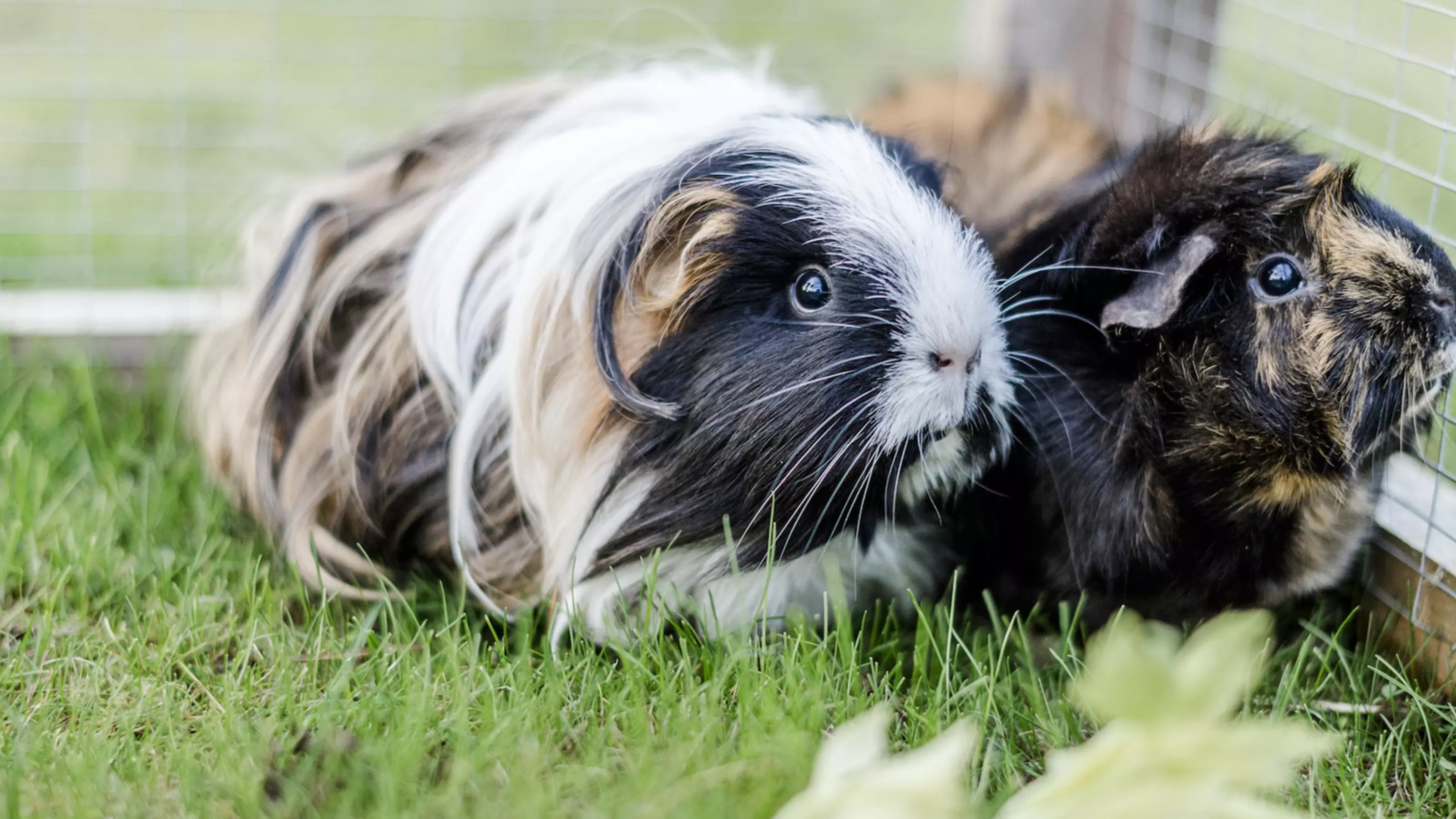 Two guinea pigs in their outdoor run