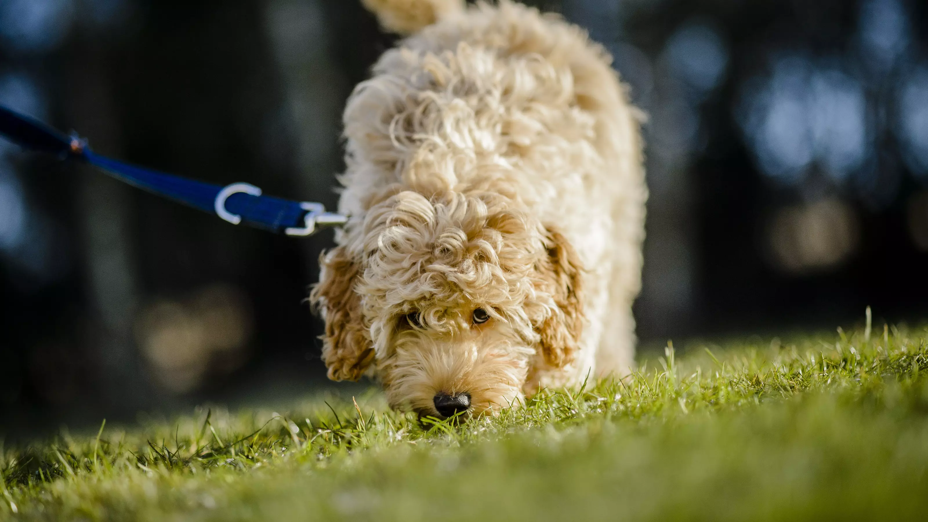 pulling on a lead - image 2