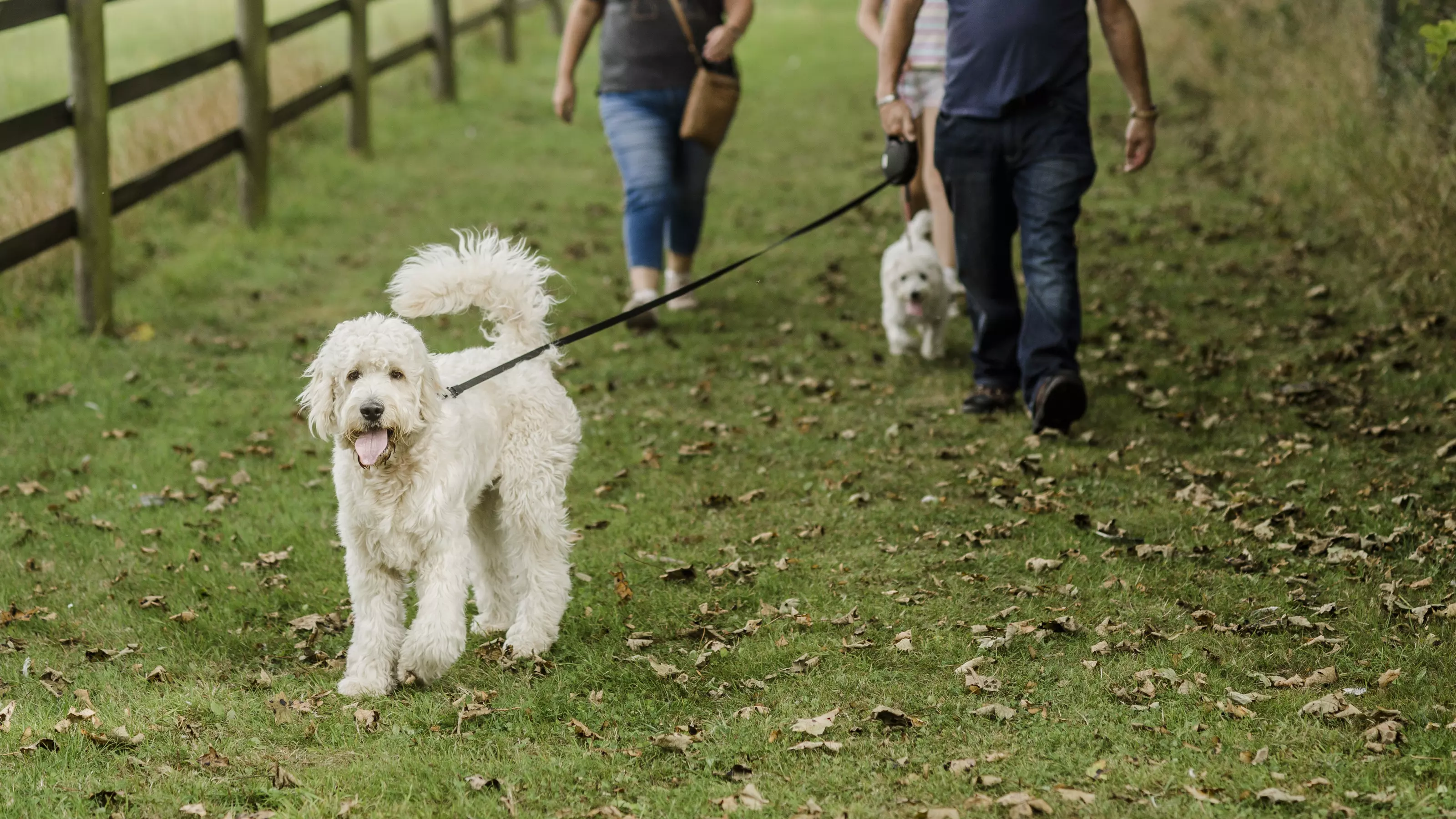 top image - pulling on a lead
