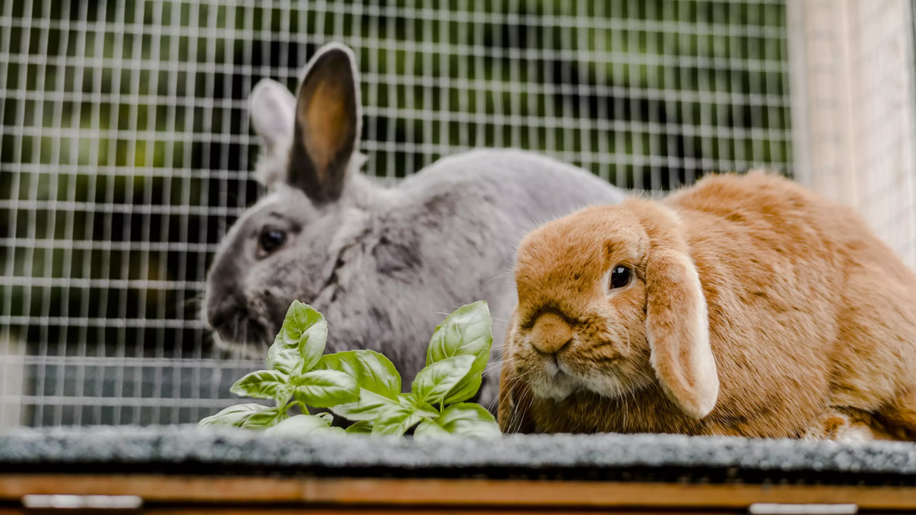 Two rabbits in a hutch