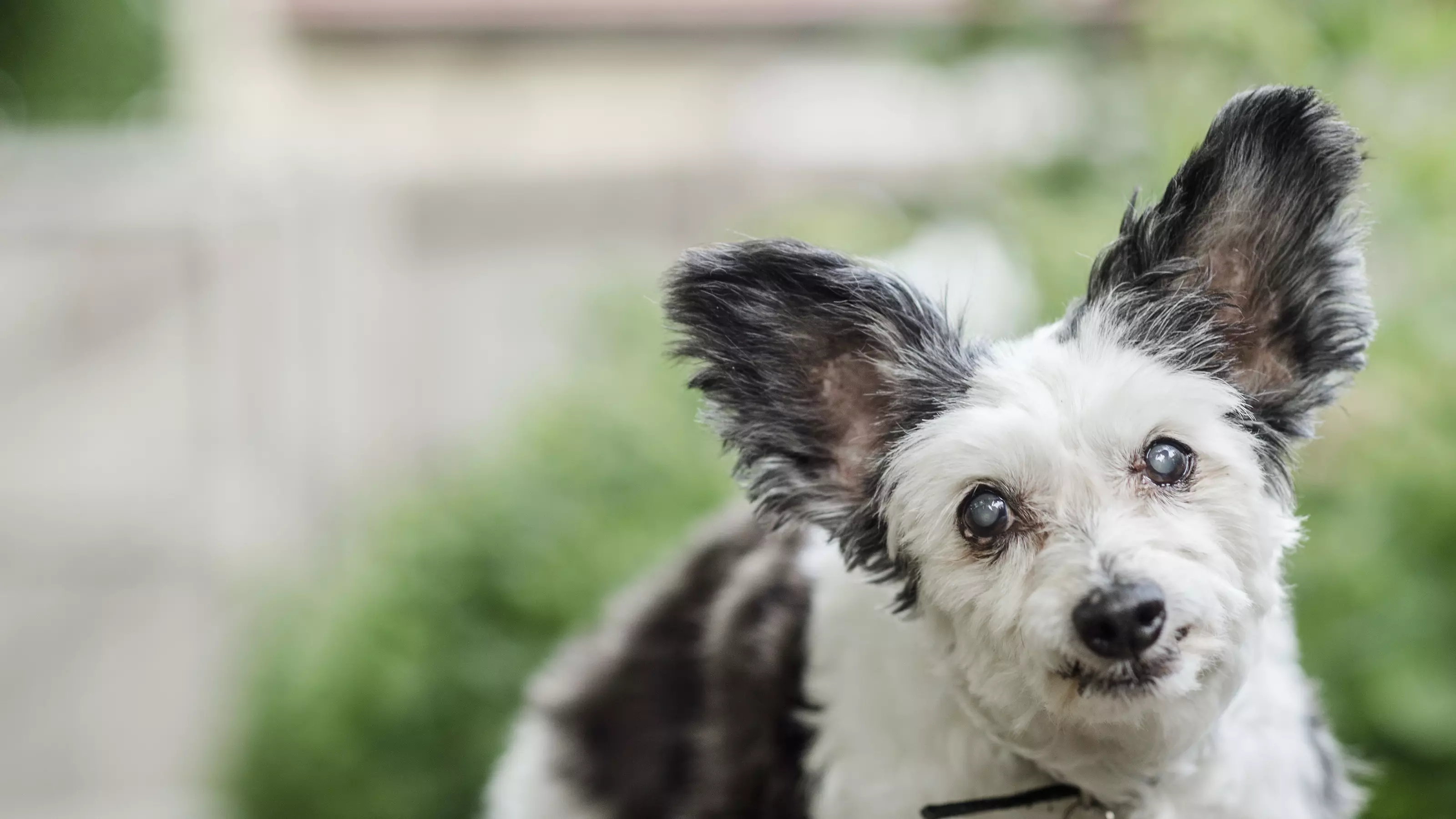 old ringworm dog