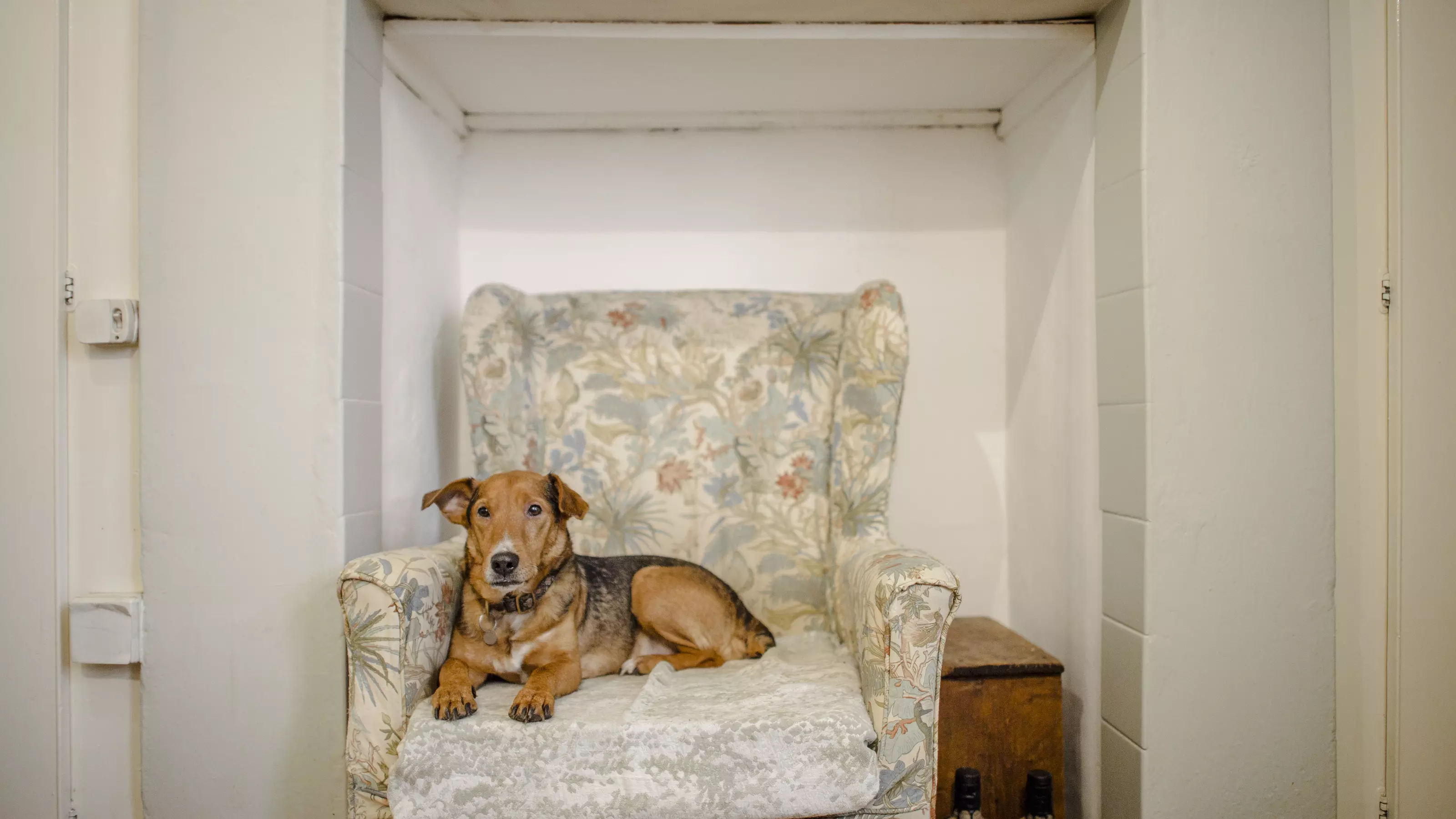 dog on chair