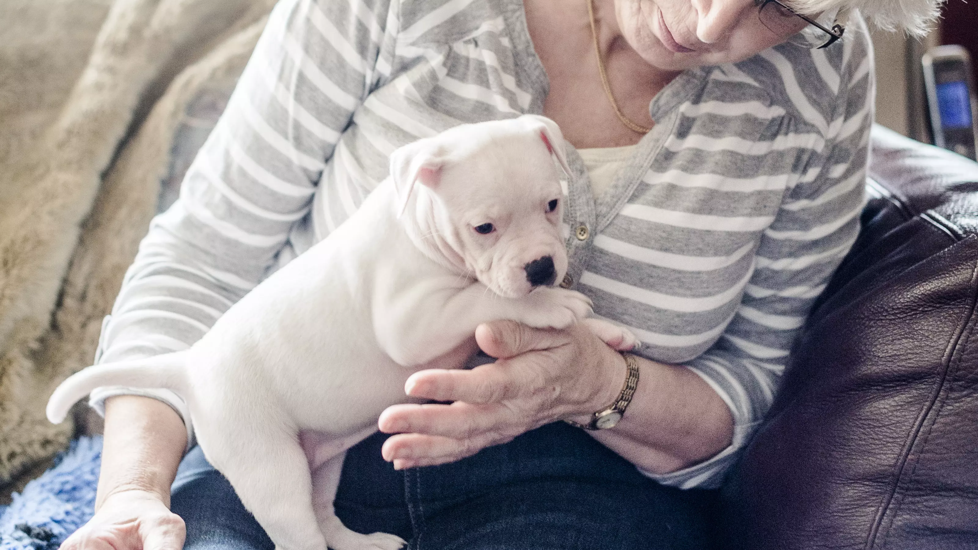 Socialising a puppy main image