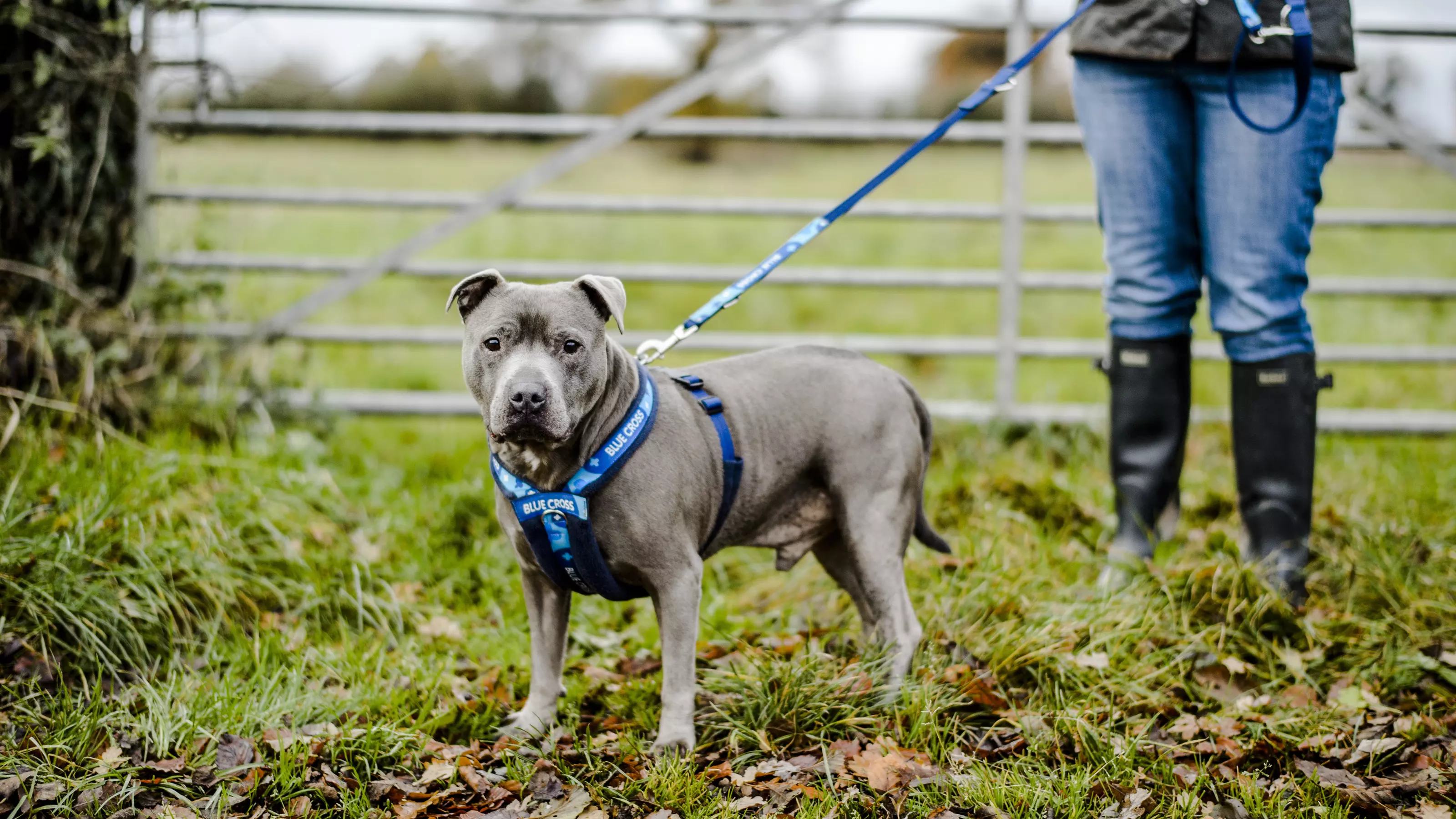 A grey staffie enjoys a walk through the countryside. His owner wears Hunter wellies