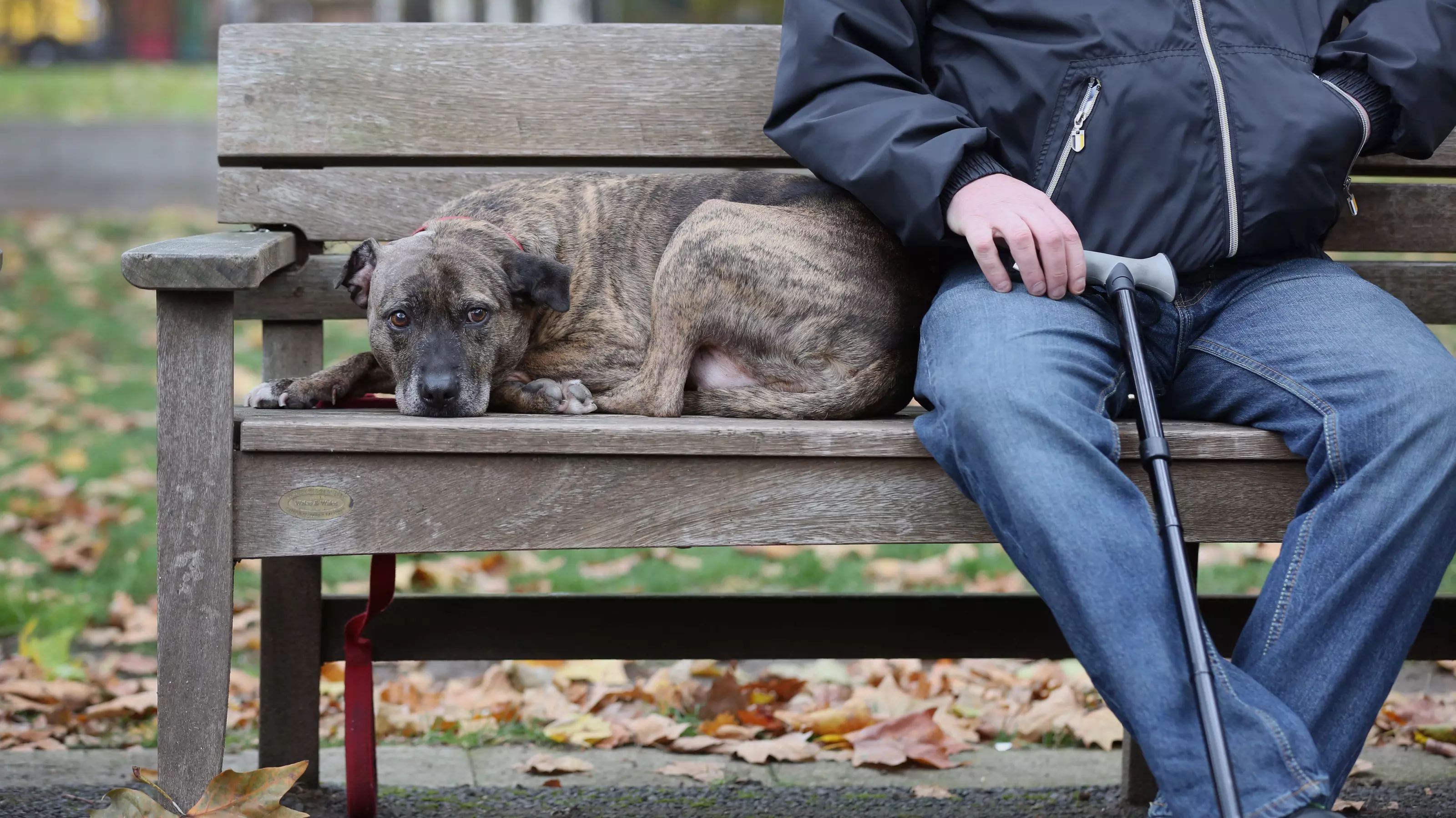 Staffie on a park bench
