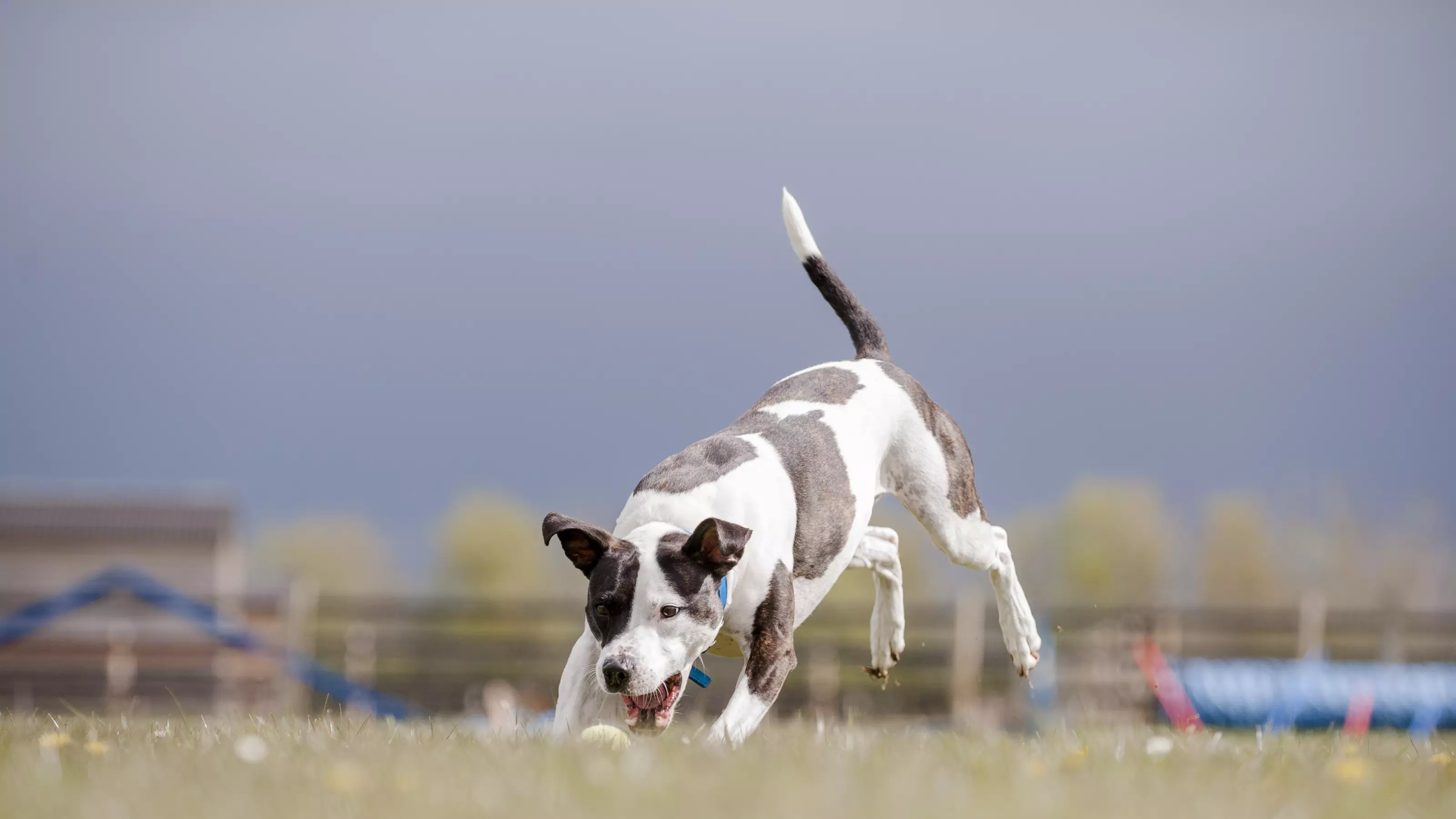 A brown and white staffie enjoys playing