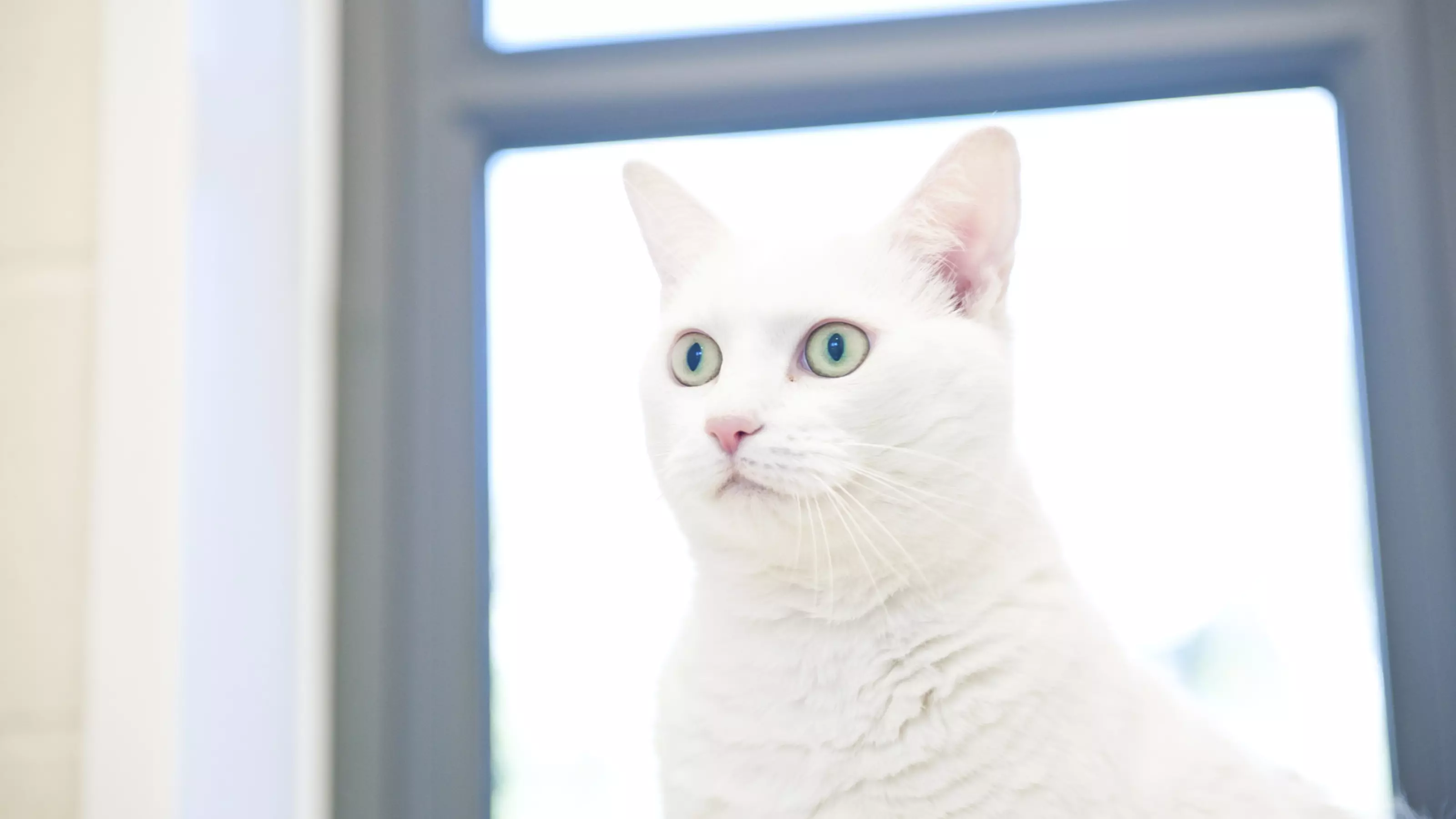 White cat by a window