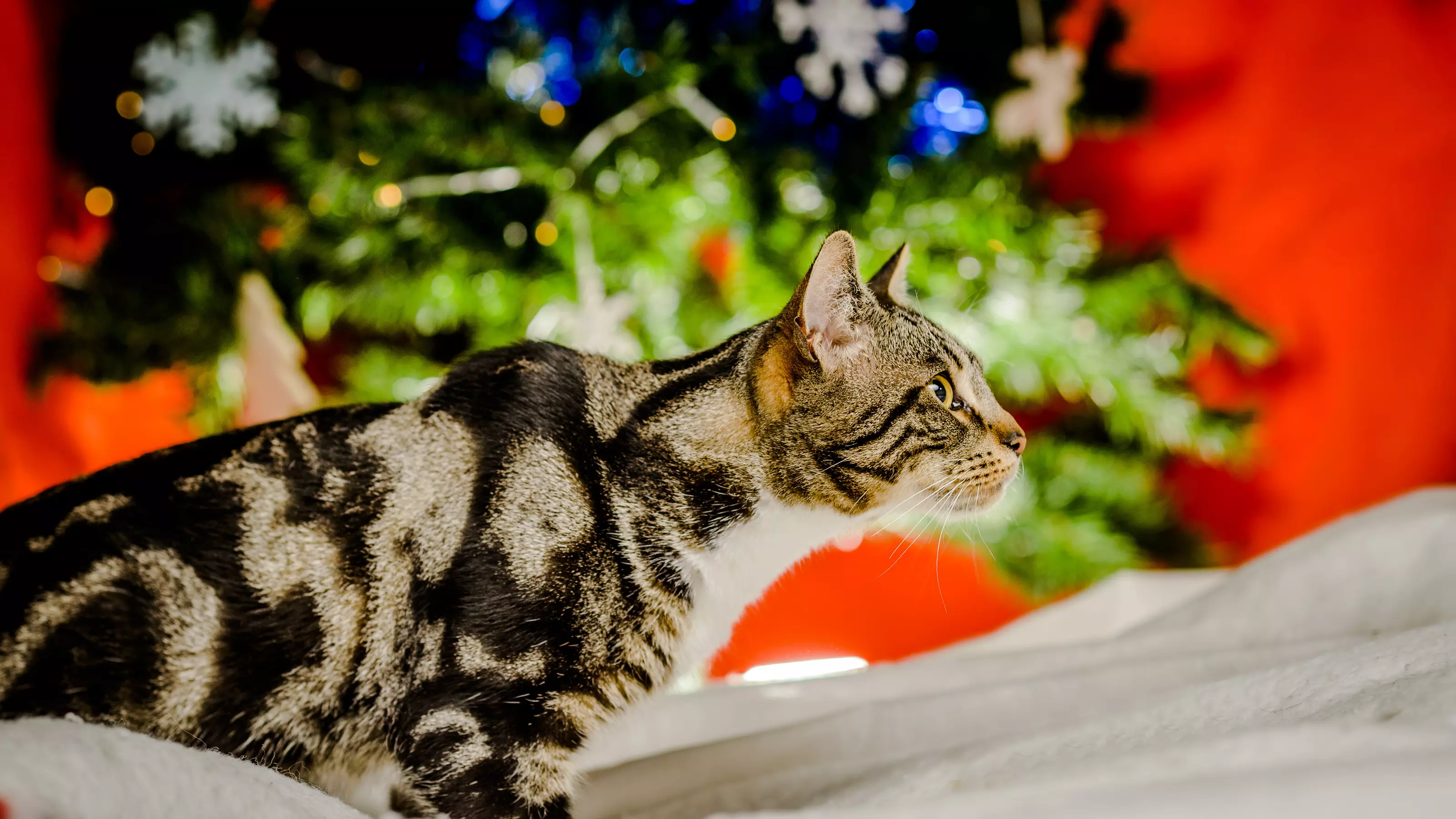 a tabby cat sits in front of a Christmas tree