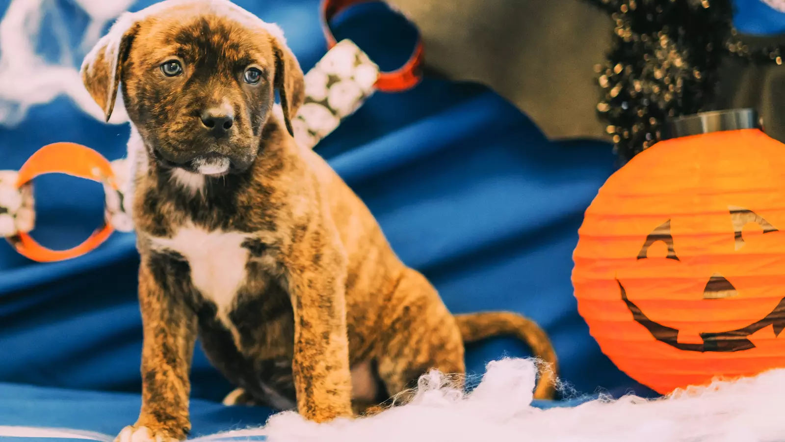 Puppy next to pumpkin