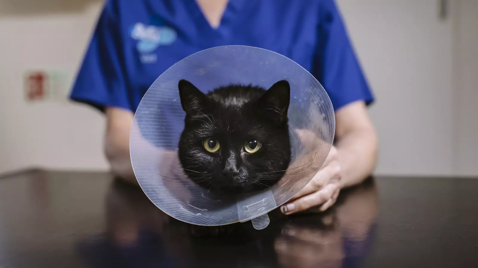 Black cat in a buster collar with a vet in Blue Cross uniform in background holding cat