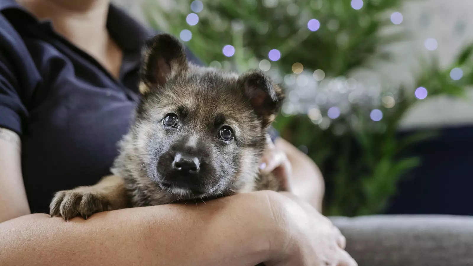 Mitzi in the arms of a Blue Cross worker with Christmas lights in the background