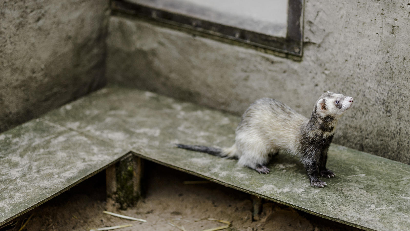 Food and Weight Ferret Advice Blue Cross