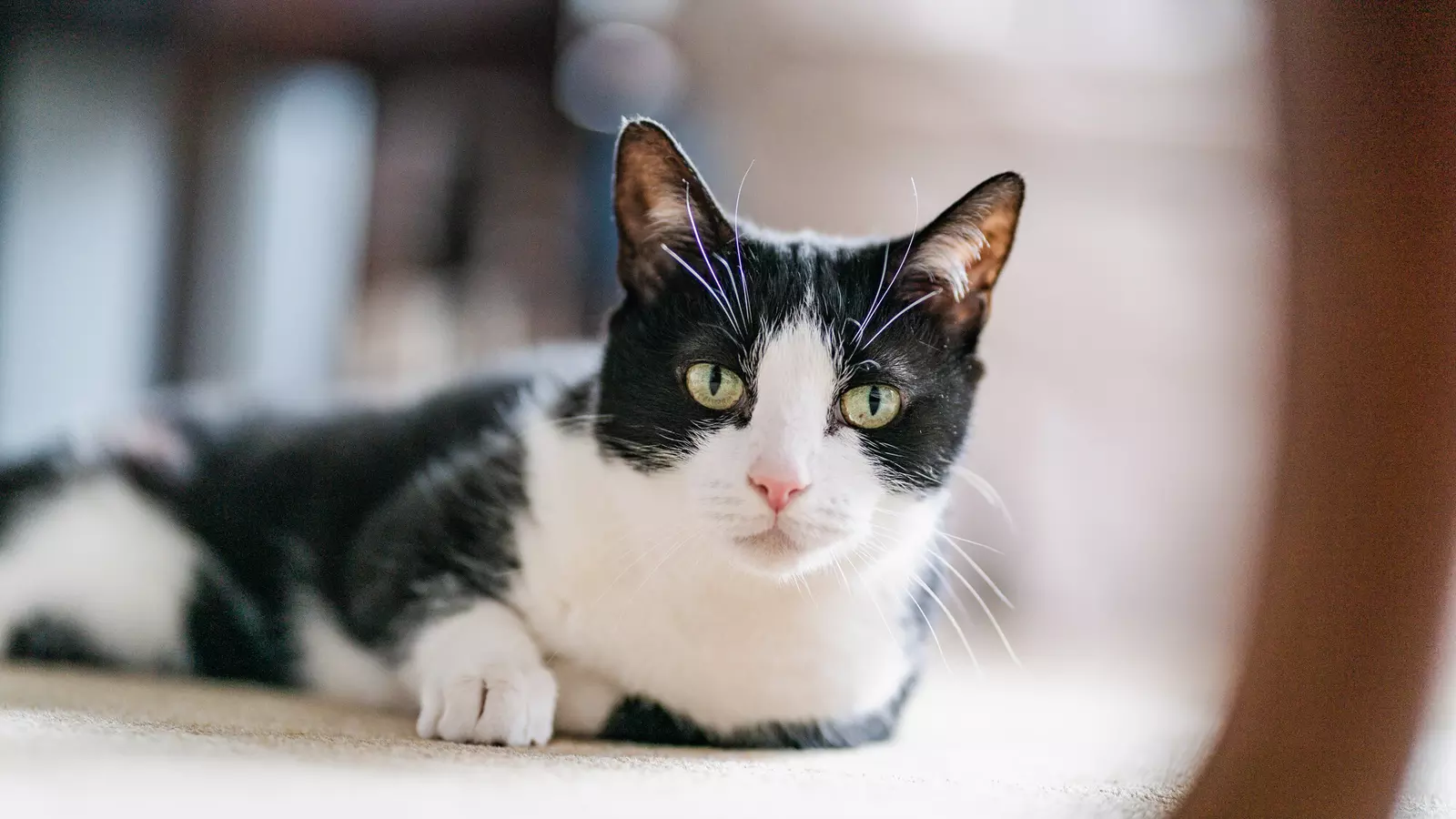 Black and white cat lying on beige carpet looking at camera