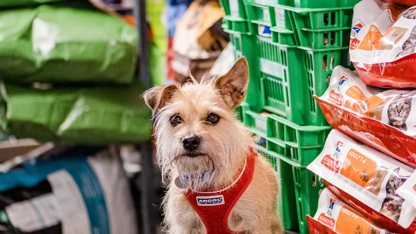 Dog Maisie at Grimsby food bank