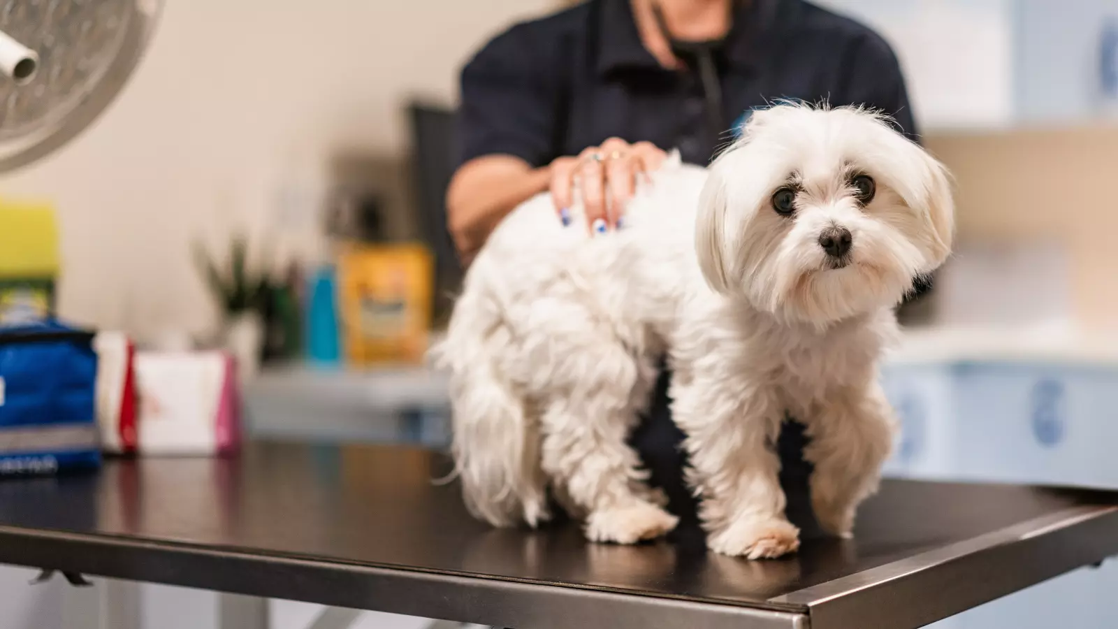 A small white dog standing on a vet table, being examined by a Blue Cross vet