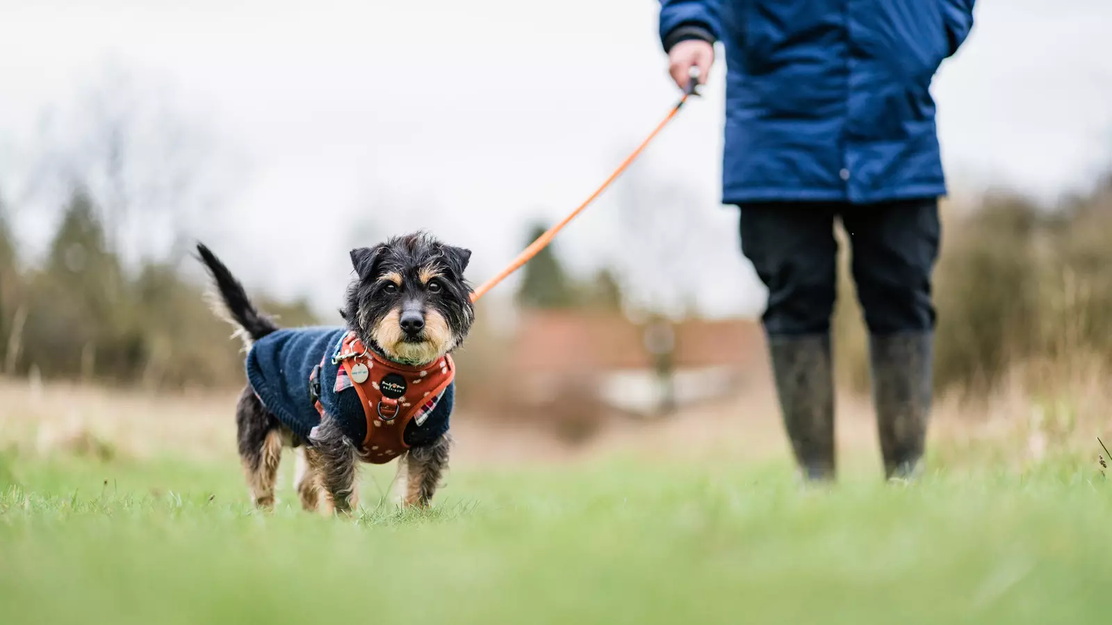 Black and tan dog Vinnie wearing a navy coat and orange collar on a lead walk on grass with team member in wellies and a navy waterproof coat