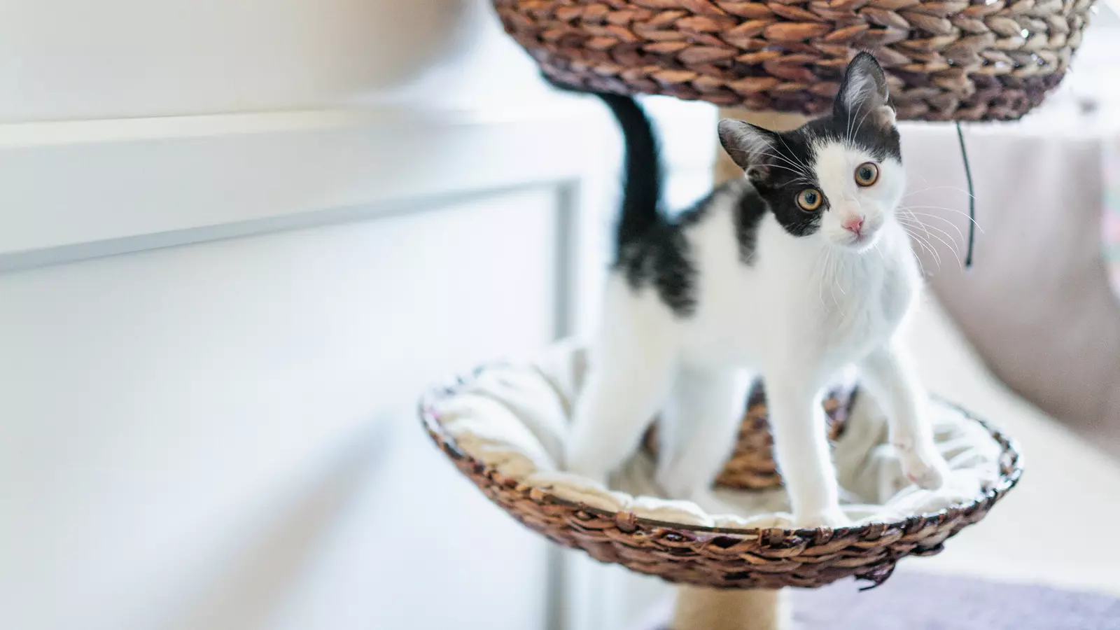 A black and white kitten stands in a basket. They are curiously looking at the camera with their ears pricked.