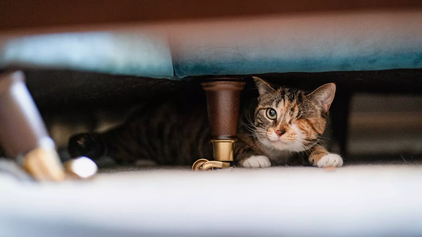 A brown tabby cat with one eye hides under a sofa. He is peering out from behind the leg.