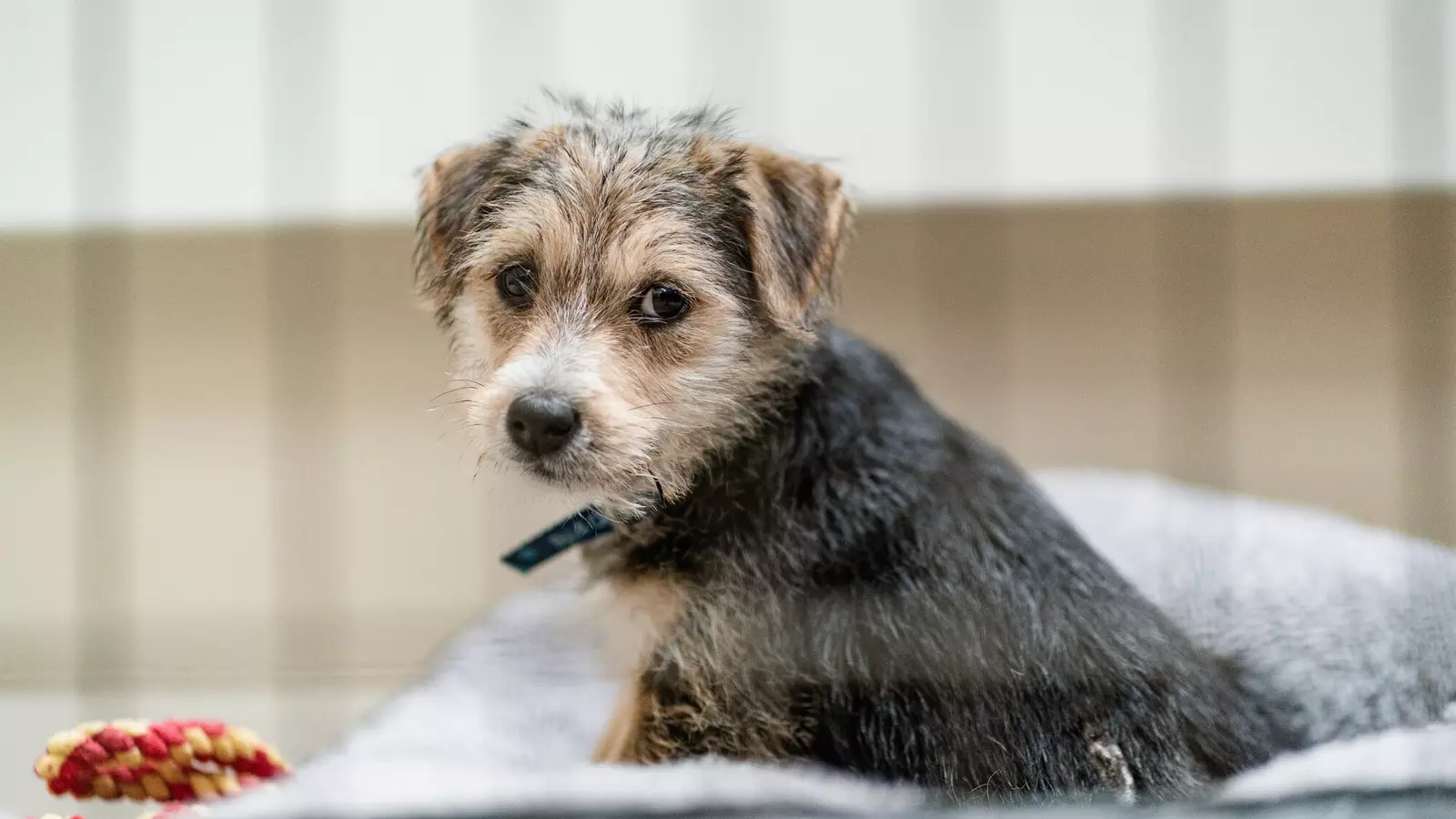 A small brown terrier puppy called Dennis sitting in his dog bed - he is looking into the camera with sad eyes