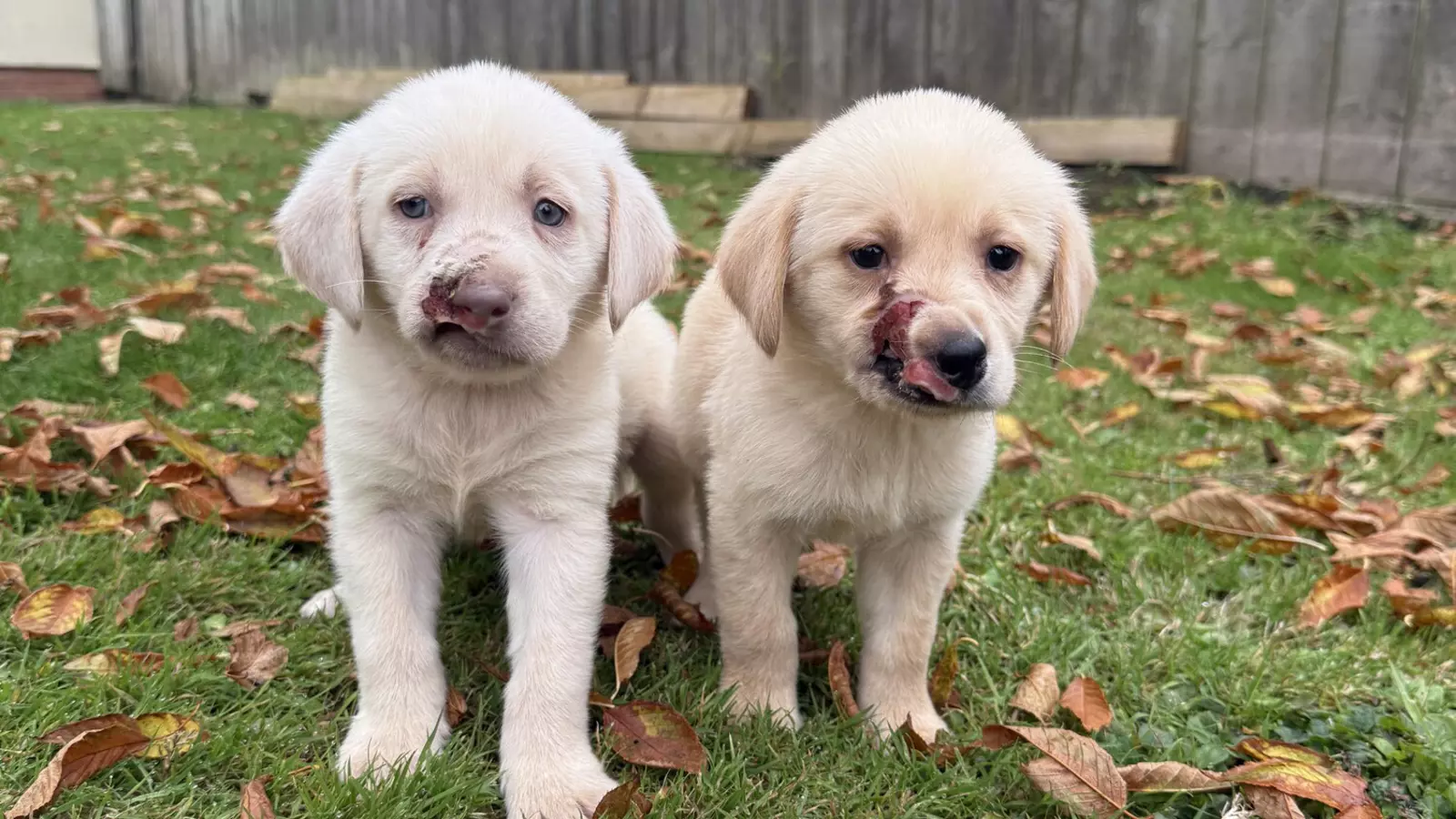 Two golden retriever puppies, with Chance on the left and Hope on the right. They are sat on grass with a fence in the background and fallen leaves scattered around them. Their injuries are visible to the left side of their noses, with Hope's the most severe.