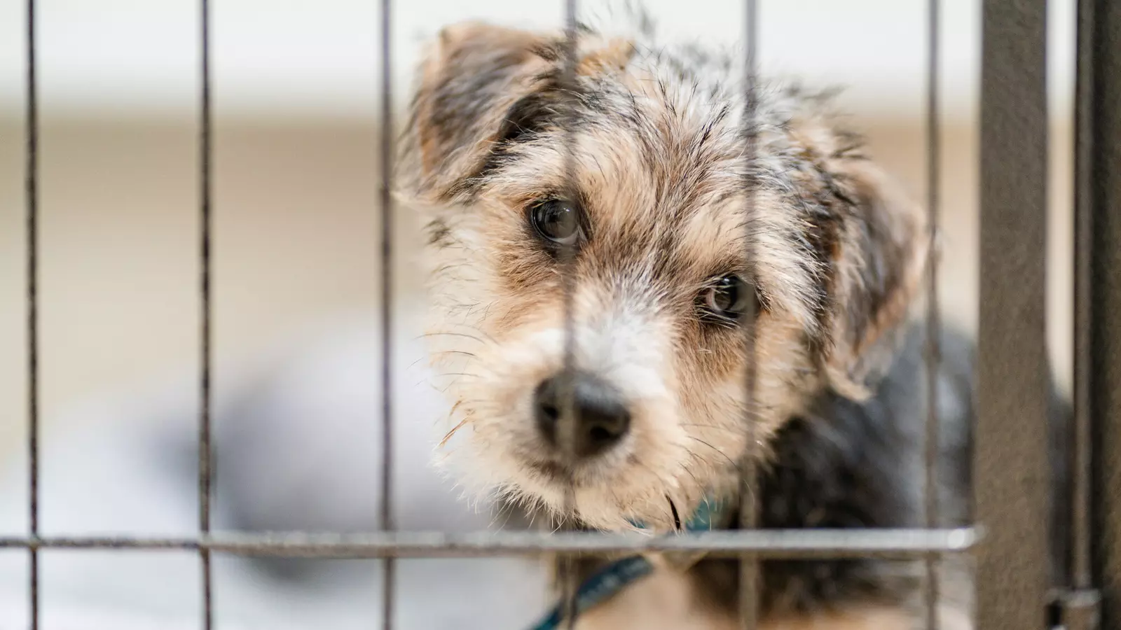 A headshot of puppy Dennis looking out from behind metal bars with his head tilted