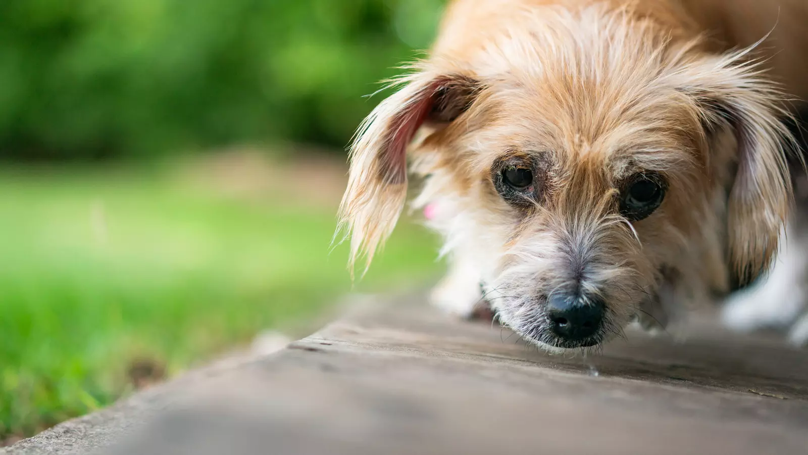 Tan dog Duchess hangs her head low looking sad