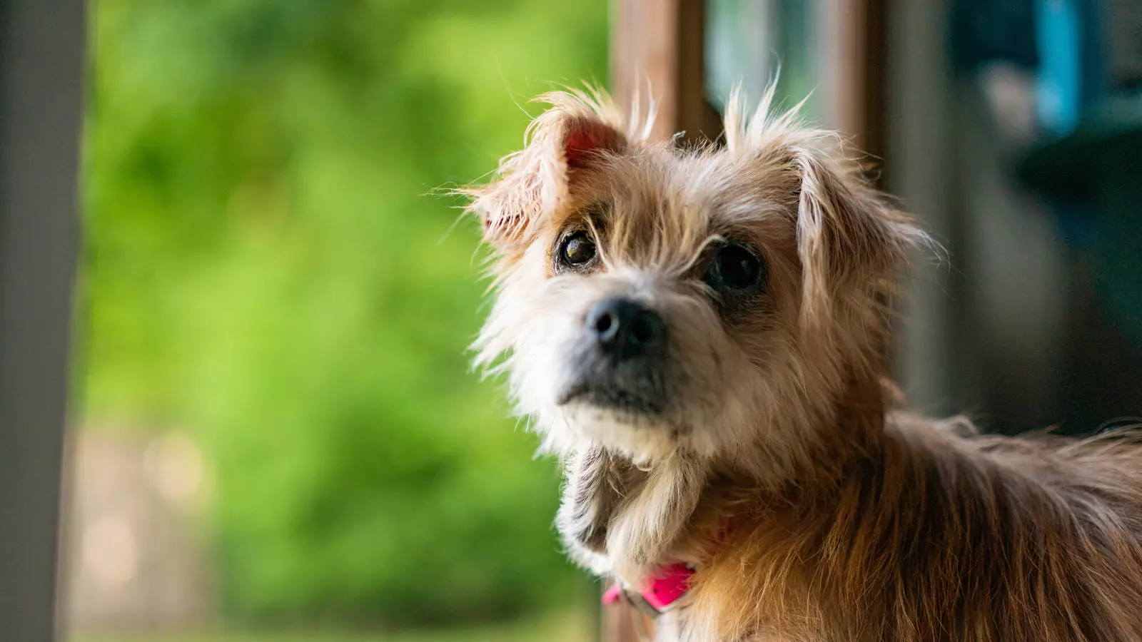Dog Duchess looking to the side with an open door to a garden behind her