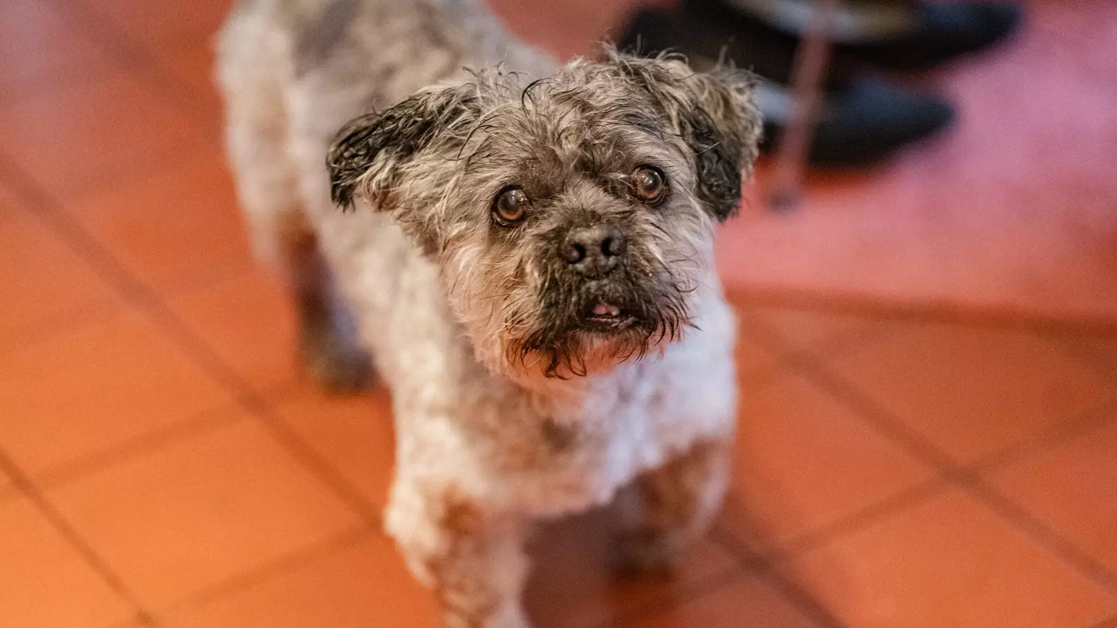 Grey dog Jeremy stands on a terracotta tiled floor looking up to the camera