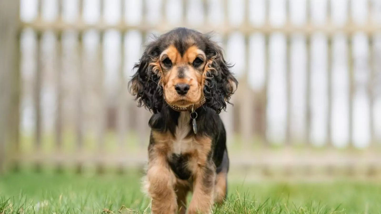 A small black and tan cocker spaniel puppy standing on grass, looking directly at the camera with a blurred wooden fence and trees in the background.