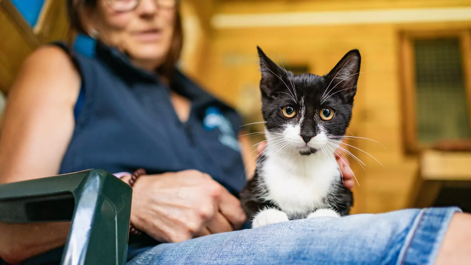 Black and white cat Noodles is laying on the lap of his foster carer, who is wearing a denim skirt and navy Blue Cross top