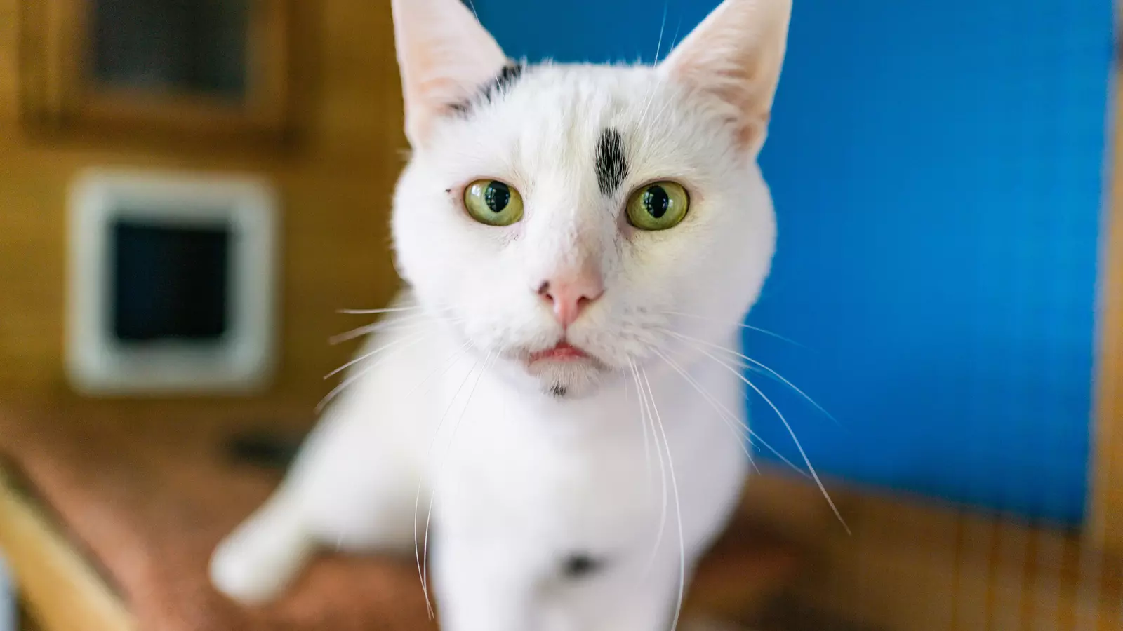 White cat with small patches of black fur close up looking at the camera. There is a blue wall and wood in the background of his cat chalet.