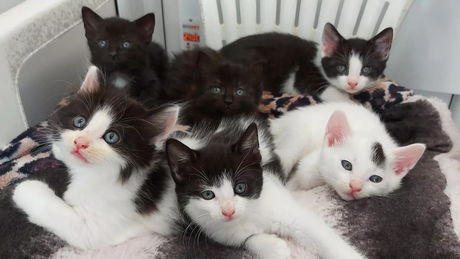 Six black and white kittens snuggled together in a warming box