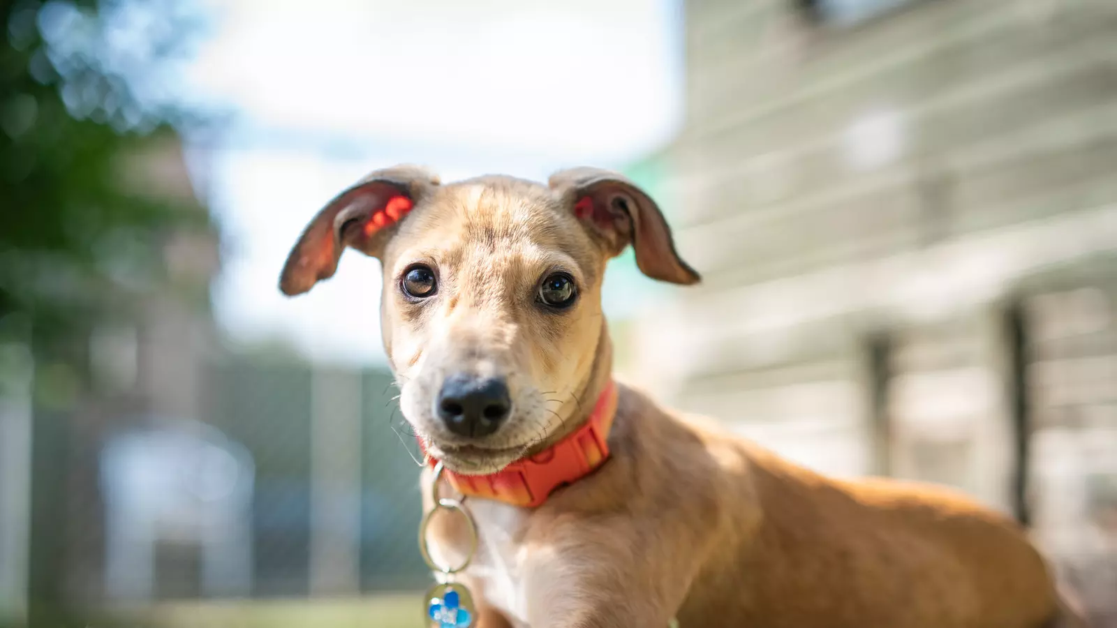 Light brown lurcher dog lying down on the grass looking to camera with big brown eyes