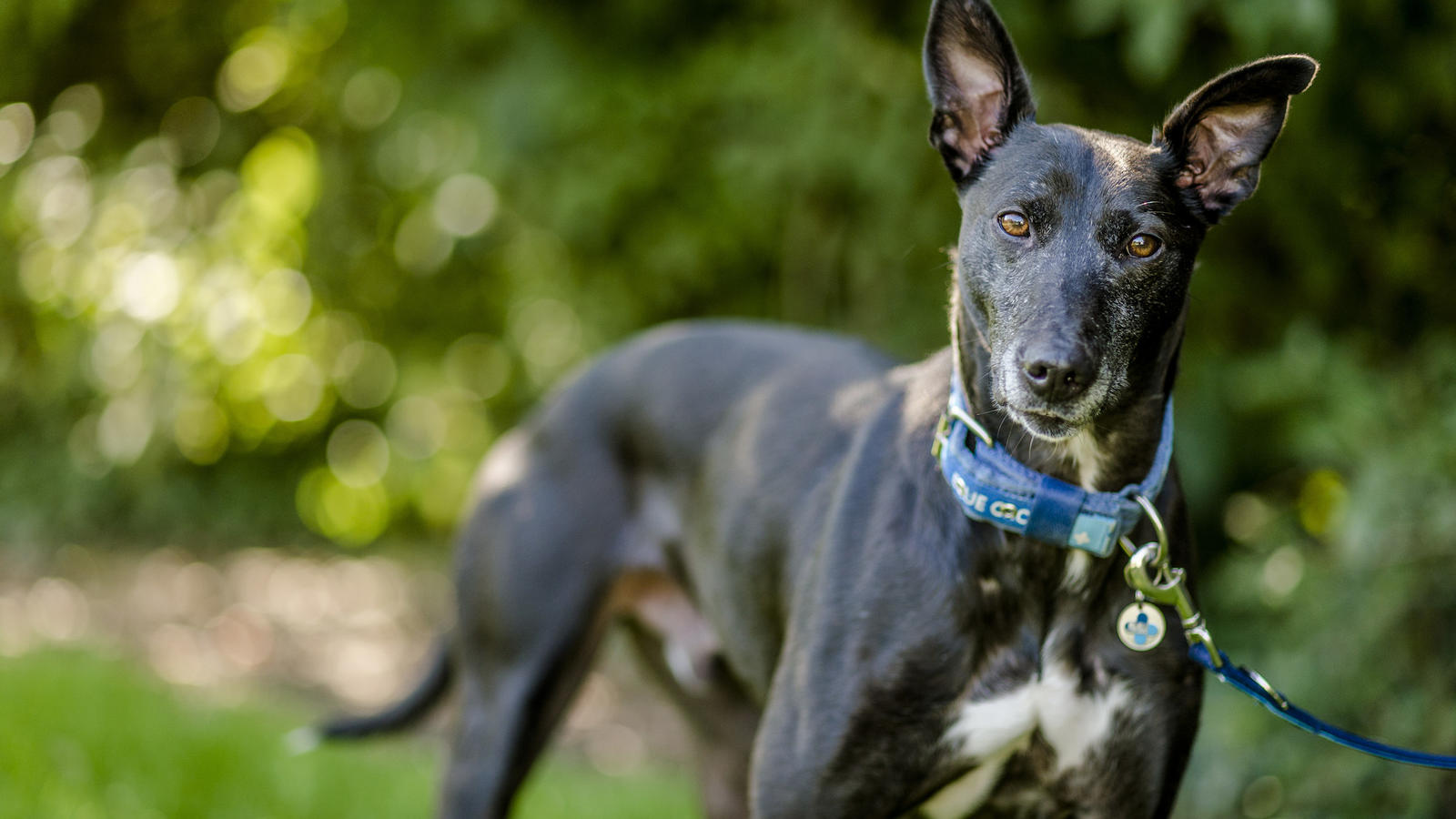 Kennel cough in dogs Symptoms and treatment Blue Cross